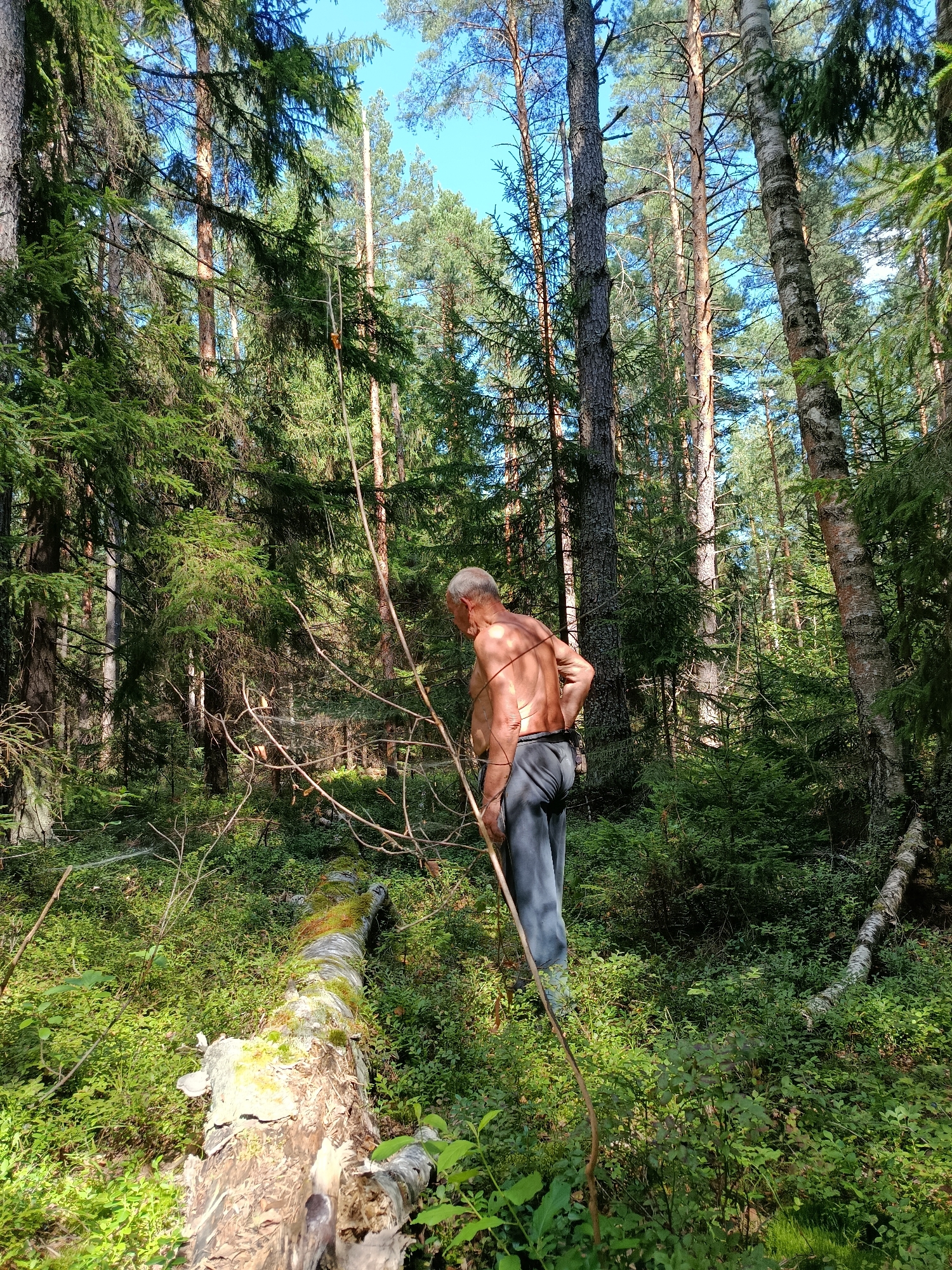 In the city of Borduki, Russia, a middle-aged man with grey hair stands in a sun-dappled forest clearing. He is shirtless, his back bare to the elements, and wears grey pants. He holds a slender branch, gesturing towards a fallen tree trunk covered in moss that lies horizontally on the forest floor. The surrounding environment is dense with green foliage, including lush bushes and towering trees, with a clear blue sky visible through the canopy. The scene depicts a moment of quiet solitude in a natural setting.