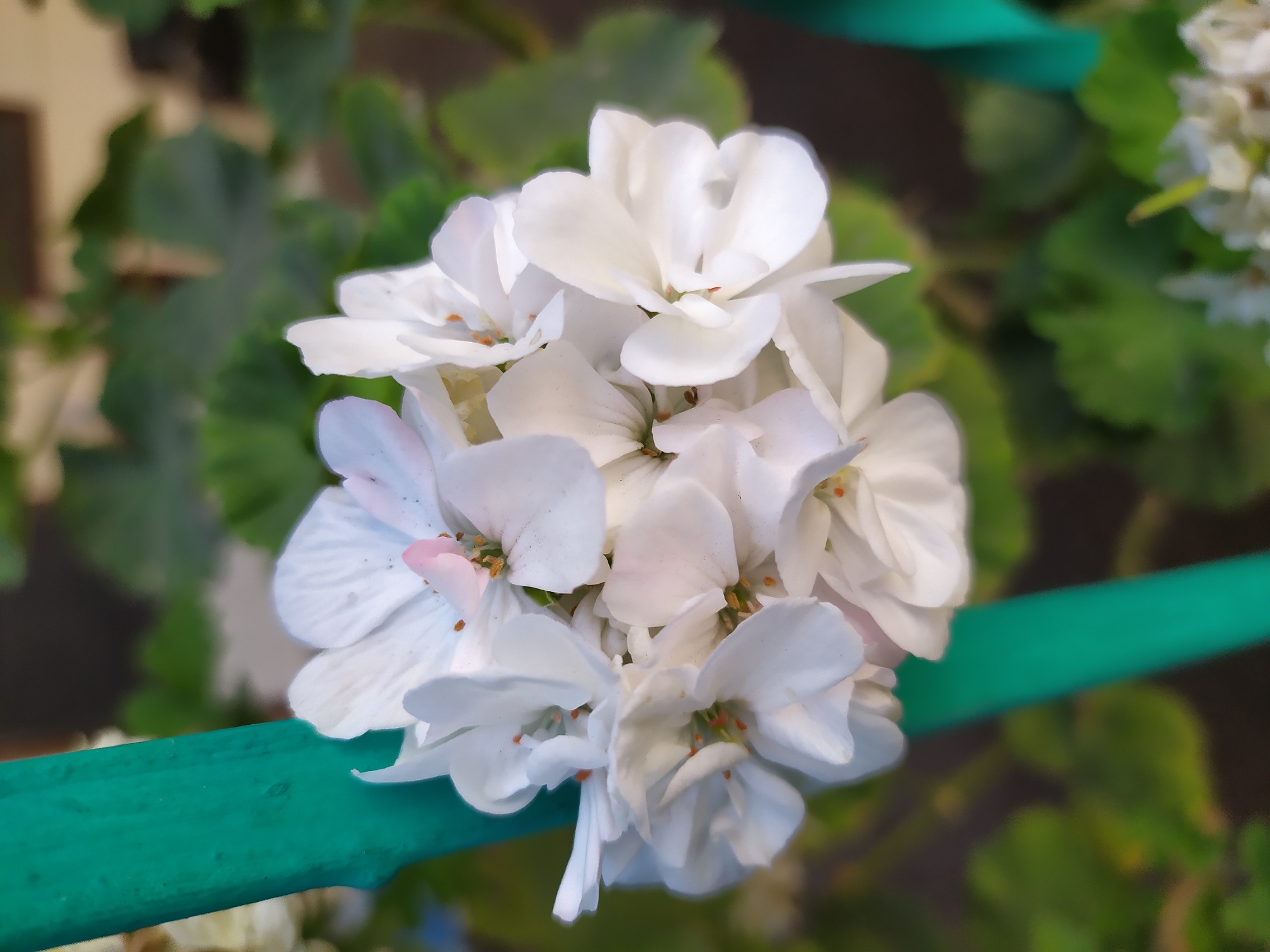 A close-up, vertical, eye-level, outdoor, natural light photograph features a cluster of white geranium flowers in the foreground, with some subtle hints of pink on a few petals. The flowers are partially obscuring a bright green, cylindrical object, possibly a stake or support rod, that runs vertically along the left side of the frame. The background consists of blurred green foliage and a hint of a beige structure, suggesting a garden or outdoor setting. The city of Bilajari, Azerbaijan, is mentioned in the prompt, but there are no specific visual cues in the image that can confirm this location.