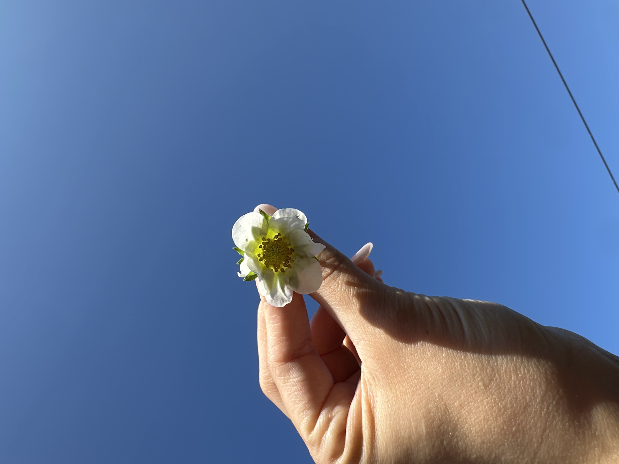 A person's hand holds a small white flower against a clear blue sky. The hand is lightly tanned and appears to be that of an adult. The flower is delicate with five petals and a yellow center. A thin dark line, possibly a wire, is visible in the lower right corner of the image. The background is an unblemished expanse of bright blue sky. The location is not specified in the image.