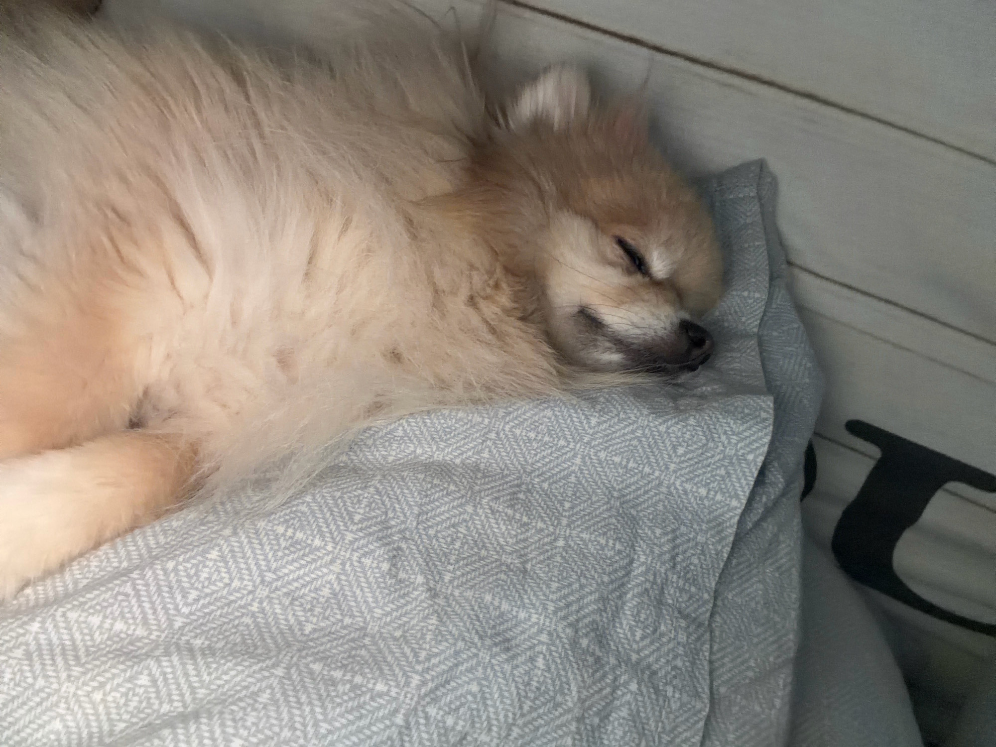 A small, fluffy, light-colored dog is sleeping peacefully on a light blue and white patterned blanket. The dog has closed eyes and appears to be relaxed. The blanket is draped over a surface that is partially visible and appears to be made of light-colored wood planks. The lighting suggests an indoor setting, possibly a home. There is no visible indication of the city of Tbilisi, Georgia.