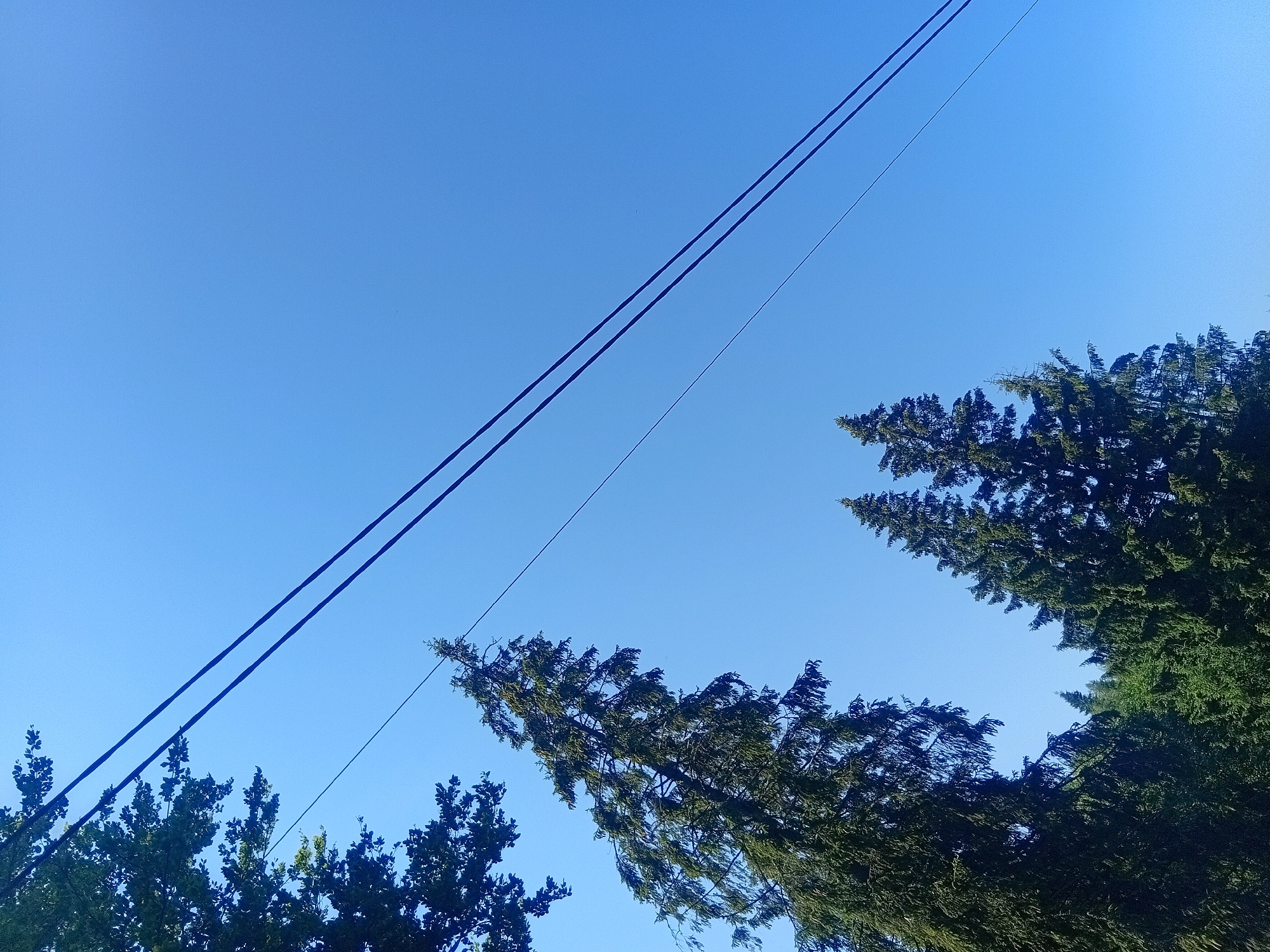 The image shows a clear blue sky with several tall evergreen trees and power lines. The perspective is looking upwards from ground level, with the trees dominating the lower left and central portions of the frame. Two prominent dark power lines run diagonally across the upper right section of the sky. The trees are dense and lush, typical of a natural or semi-natural environment. The sky suggests a bright, sunny day. The scene is likely located in Verkhniachka, Ukraine, given the prompt. There are no people or visible signs of urban infrastructure other than the power lines.