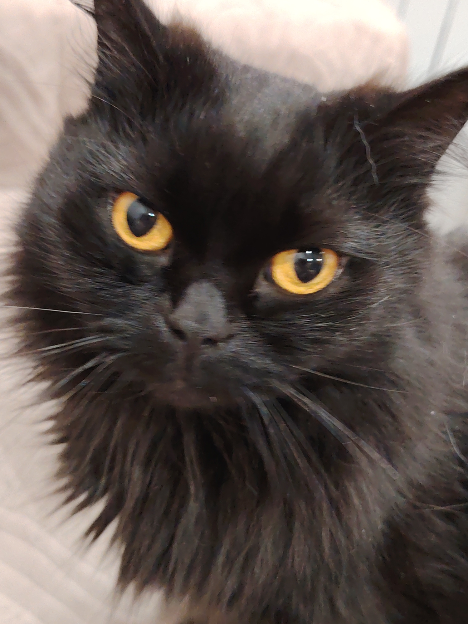 Close-up image of a black cat with amber eyes. The cat has long, fluffy fur and prominent whiskers. The background is a neutral color, possibly a bed or blanket.