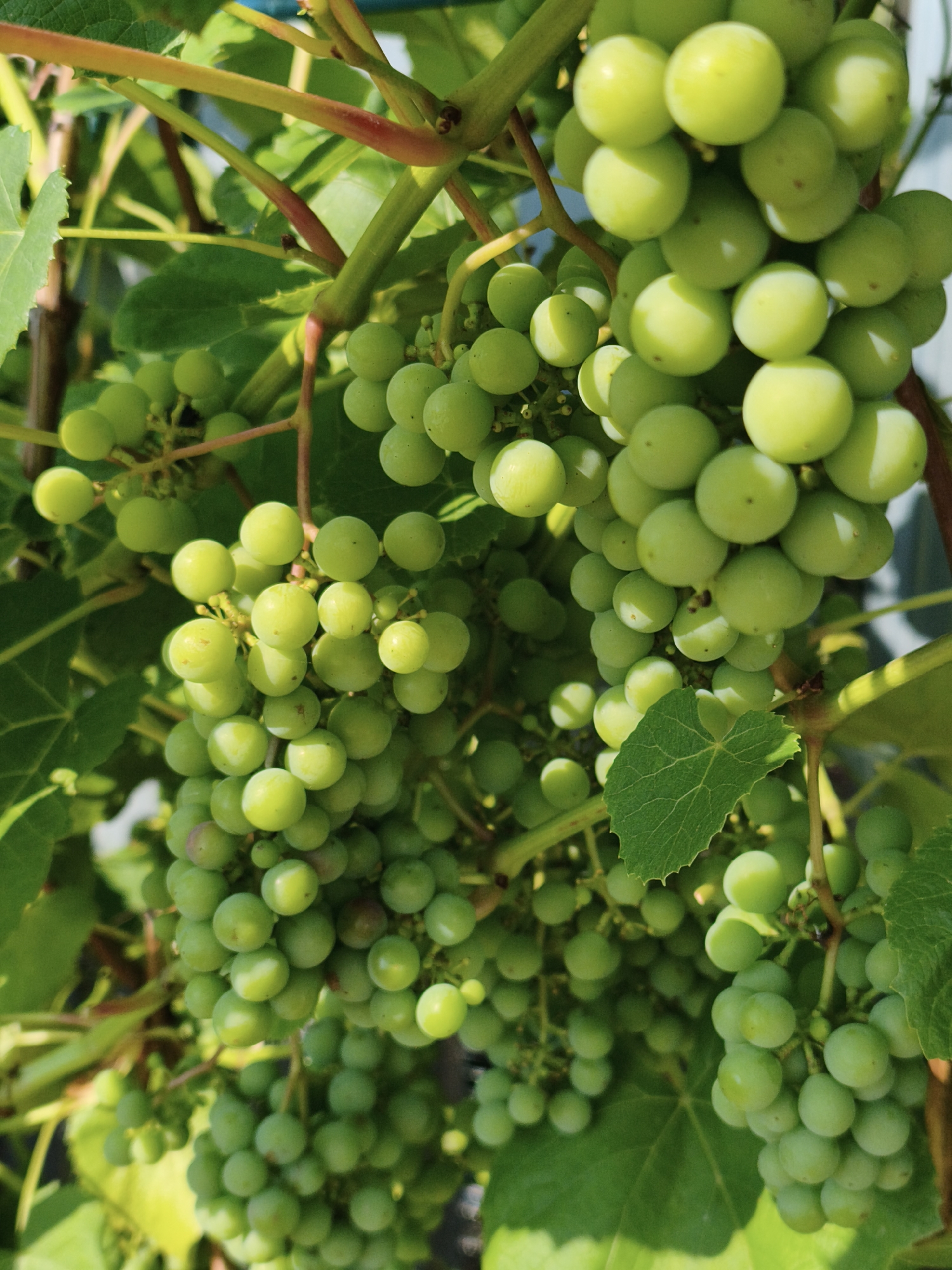 A close-up, low-angle shot shows clusters of unripe green grapes hanging from vines. The grapes are round and vary in size, with some showing slight pinkish hues. They are densely packed, forming several bunches that extend downwards. Green grape leaves, some with visible veins and serrated edges, are interspersed among the fruit. The background is softly blurred, with hints of further greenery and sunlight. The scene appears to be an outdoor vineyard or garden. There are no people or animals visible in the image. The overall impression is of a lush, natural setting, likely in a rural or suburban area, consistent with the agricultural landscape of Chaikovsky, Russia, where such vineyards are common.
