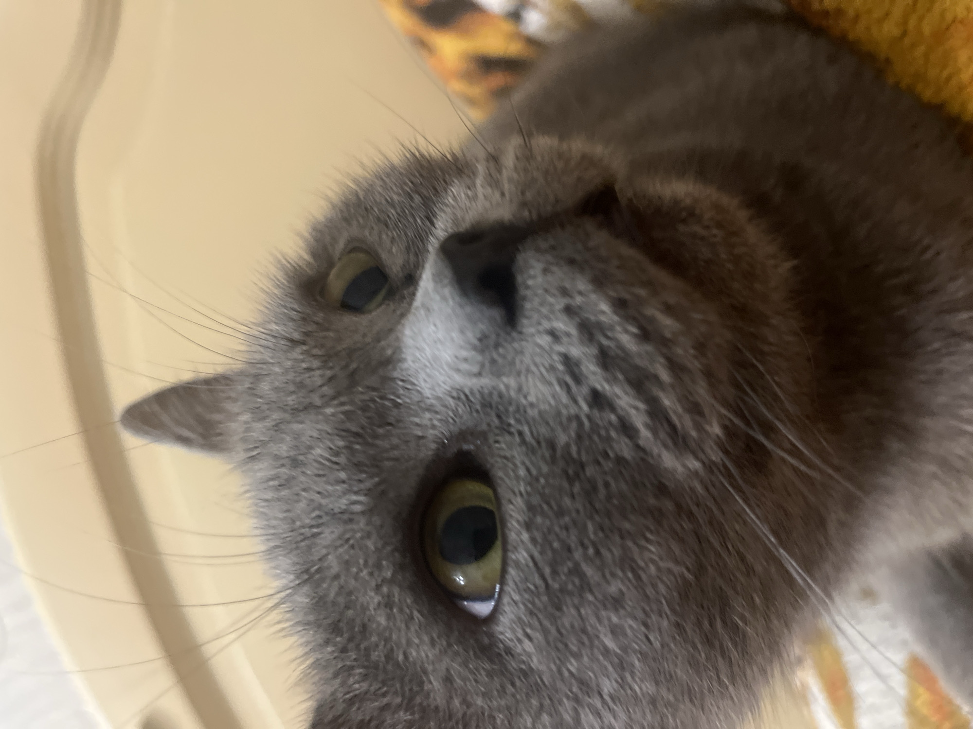 The image is a close-up, low-angle, indoor shot of a gray cat. The cat's face fills most of the frame, with its left eye and part of its right eye visible. The cat has green eyes and prominent whiskers. The background is blurred, showing a light-colored surface that appears to be a wall or furniture, and a patterned fabric, possibly a blanket or pillow, in shades of orange and yellow. There is no information in the image that would allow for the determination of its location in Belyye Berega, Russia.