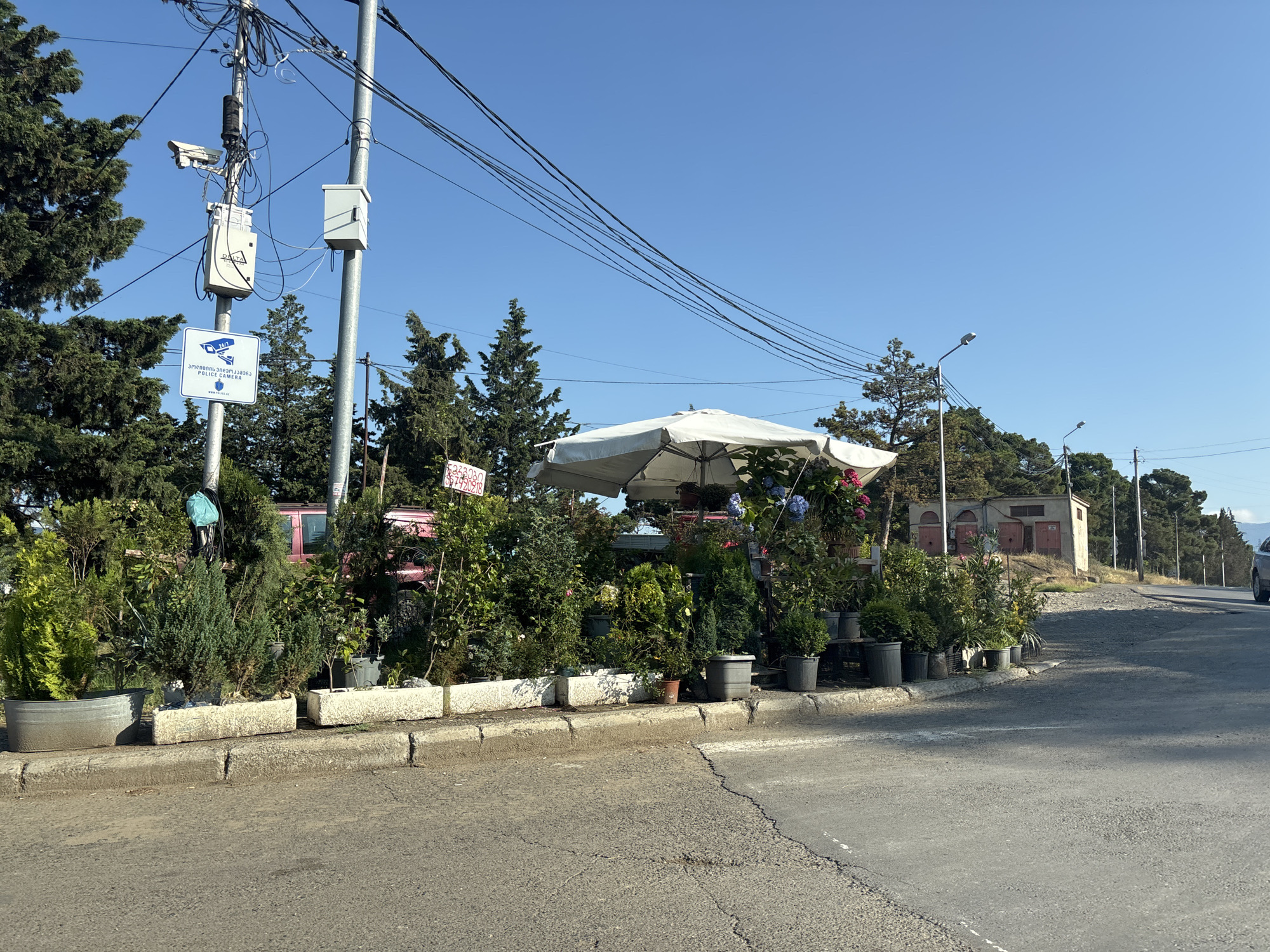 The image captures a street scene in Tbilisi, Georgia, on a clear, sunny day. In the foreground, a paved road with visible cracks is bordered by a concrete curb and a sidewalk. Along the sidewalk, a variety of potted plants, including small trees and shrubs, are displayed for sale. Some plants are in rectangular concrete planters, while others are in individual pots of various sizes and colors. A white umbrella provides shade over some of the plants.
In the background, several utility poles with a complex network of wires are prominent. One pole has a white security camera and a blue and white sign that reads "24/7 POLICE CAMERA" in English and Georgian, along with a website address. Another pole supports two streetlights. Further back, a light-colored building with red doors is visible on a slight incline, surrounded by trees. A pink vehicle is parked behind the plants, partially obscured. In the far right of the frame, a portion of a car is visible driving away on the road. The overall atmosphere suggests a commercial area or roadside market.