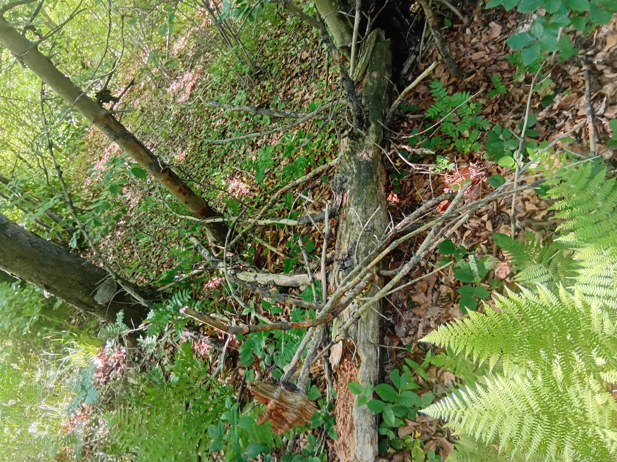 A forest floor is depicted, with a fallen log in the foreground, covered in dry leaves and twigs. Several ferns are visible, with the largest one in the lower left corner. The environment suggests a wooded area with natural overgrowth, likely in Verkhniachka, Ukraine.