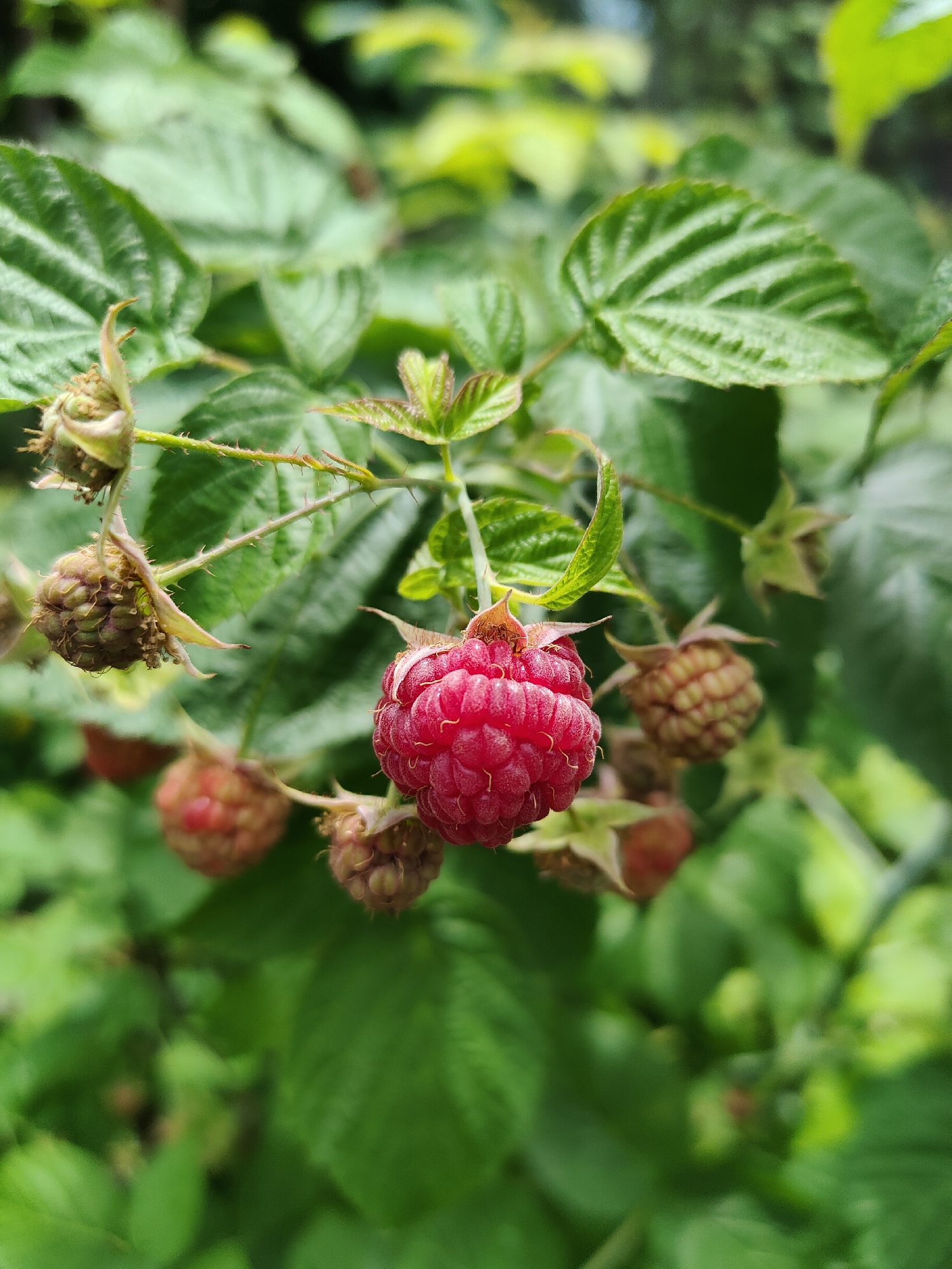 A close-up, vertical shot captures a ripe red raspberry hanging from a thorny branch. The raspberry is plump and detailed, with individual drupelets clearly visible. Several unripe raspberries, appearing lighter in color and less developed, are scattered around it on the same branch. Lush green leaves, some with visible veins, form a soft, blurred background. The overall scene depicts a natural, outdoor setting with a focus on the fruit. The specific location of Jaña Būqtyrma, Kazakhstan, is not discernible from the image itself. There are no people or animals present.