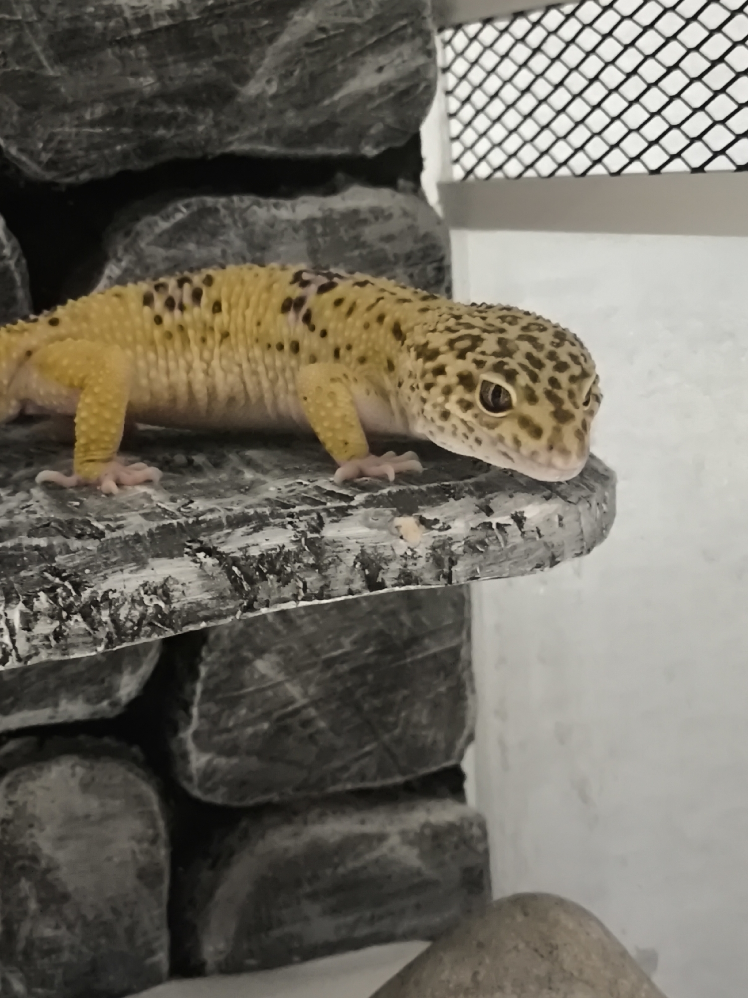 A leopard gecko sits on a rocky shelf inside a reptile enclosure. The gecko is yellow with black spots. The enclosure has a gray rock wall on the left and a white wall and metal grate on the right. The location is not identifiable.