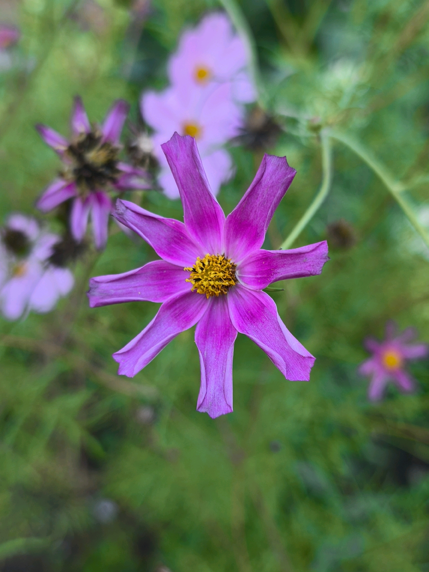 A close-up, eye-level, vertical shot focuses on a single, vibrant pink cosmos flower in the foreground. The flower has eight delicate, pointed petals radiating from a central yellow stamen. The petals are a rich pink hue, with lighter shades and subtle veins visible. The background is a blur of green foliage and other out-of-focus pink and purple flowers, suggesting a garden or natural setting. The overall lighting is soft, with a shallow depth of field drawing attention to the sharp details of the central bloom. The image does not contain any elements to suggest a location in Mahilyow, Belarus.