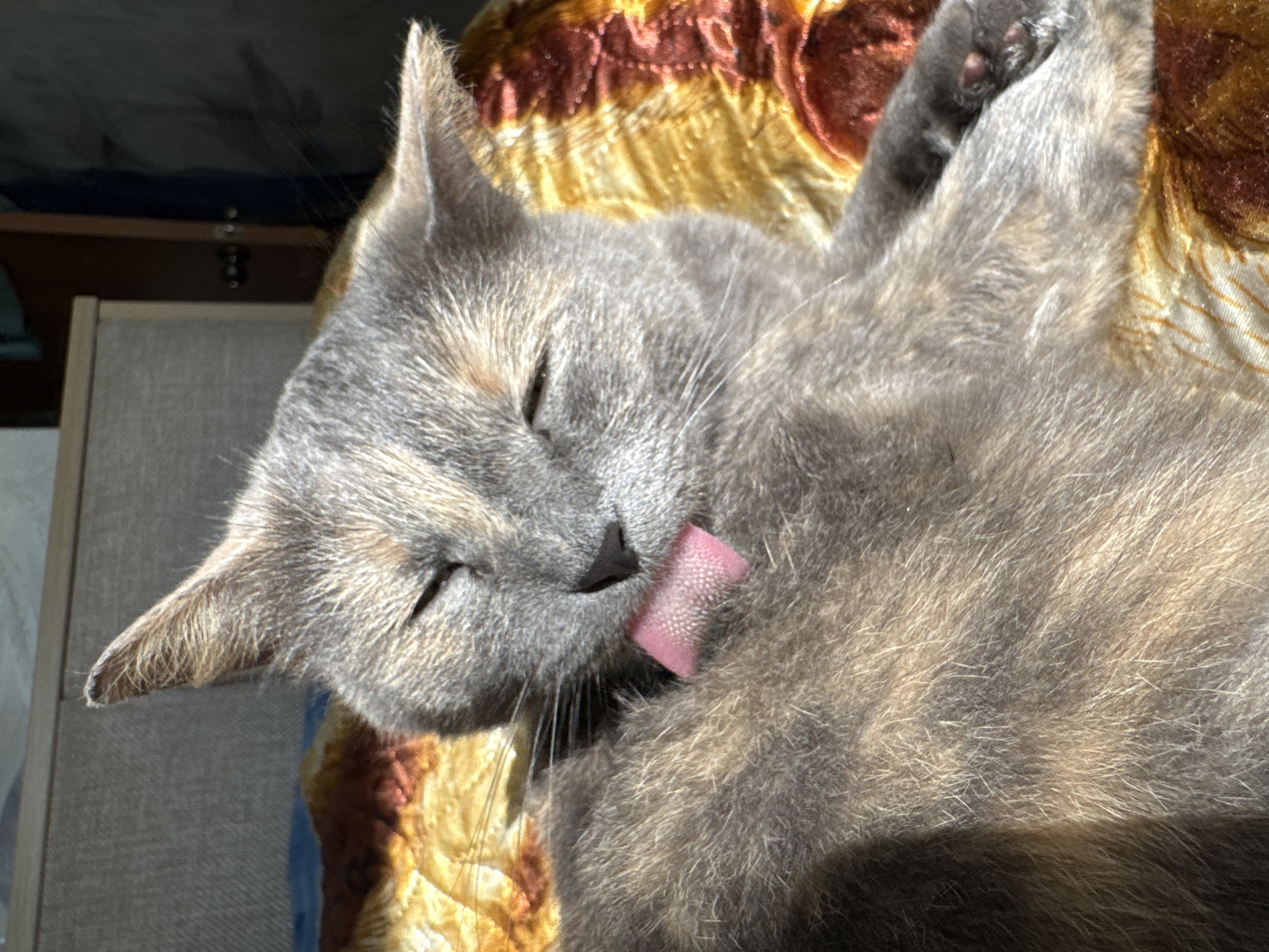 A close-up shot depicts a gray cat lying on a patterned surface, possibly a quilt or blanket. The cat has its eyes closed and is in the act of grooming, with its pink tongue extended, licking its chest. The cat's fur appears to be a mix of gray and brown tones. The background includes a piece of furniture, possibly a side table or cabinet, partially visible on the left side of the frame. The lighting in the image is bright, casting shadows and highlights on the cat's fur. There is no evidence to indicate the location as Krilovo, Russia, or any city for that matter.