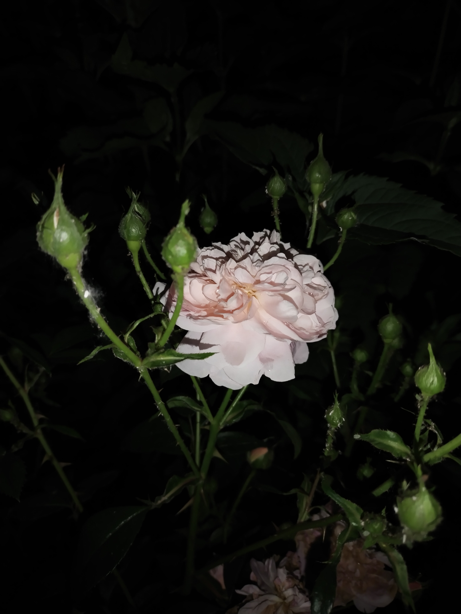 The image displays a close-up nocturnal view of a single pale pink rose in bloom, centrally positioned within a cluster of green rosebuds and stems. The primary rose exhibits numerous petals and retains visible water droplets on its surface. Surrounding the blooming rose are multiple un-opened rosebuds, green in coloration, some also showing small water droplets. The stems supporting these buds are thorny. On a stem in the upper-left quadrant, a distinct white, fuzzy accumulation is present, indicative of either an insect infestation (e.g., mealybugs) or fungal growth. Additionally, small dark specks, consistent with aphids, are visible on some buds and leaves. The background is predominantly dark, suggesting a night-time setting, with vague outlines of further foliage discernible. In the lower-right foreground, a partially decayed or wilting bloom is visible. The scene is illuminated by an artificial light source, creating highlights on the plant material against the dark environment. No human subjects are present. The location is the city of Horishni Plavni, Ukraine.