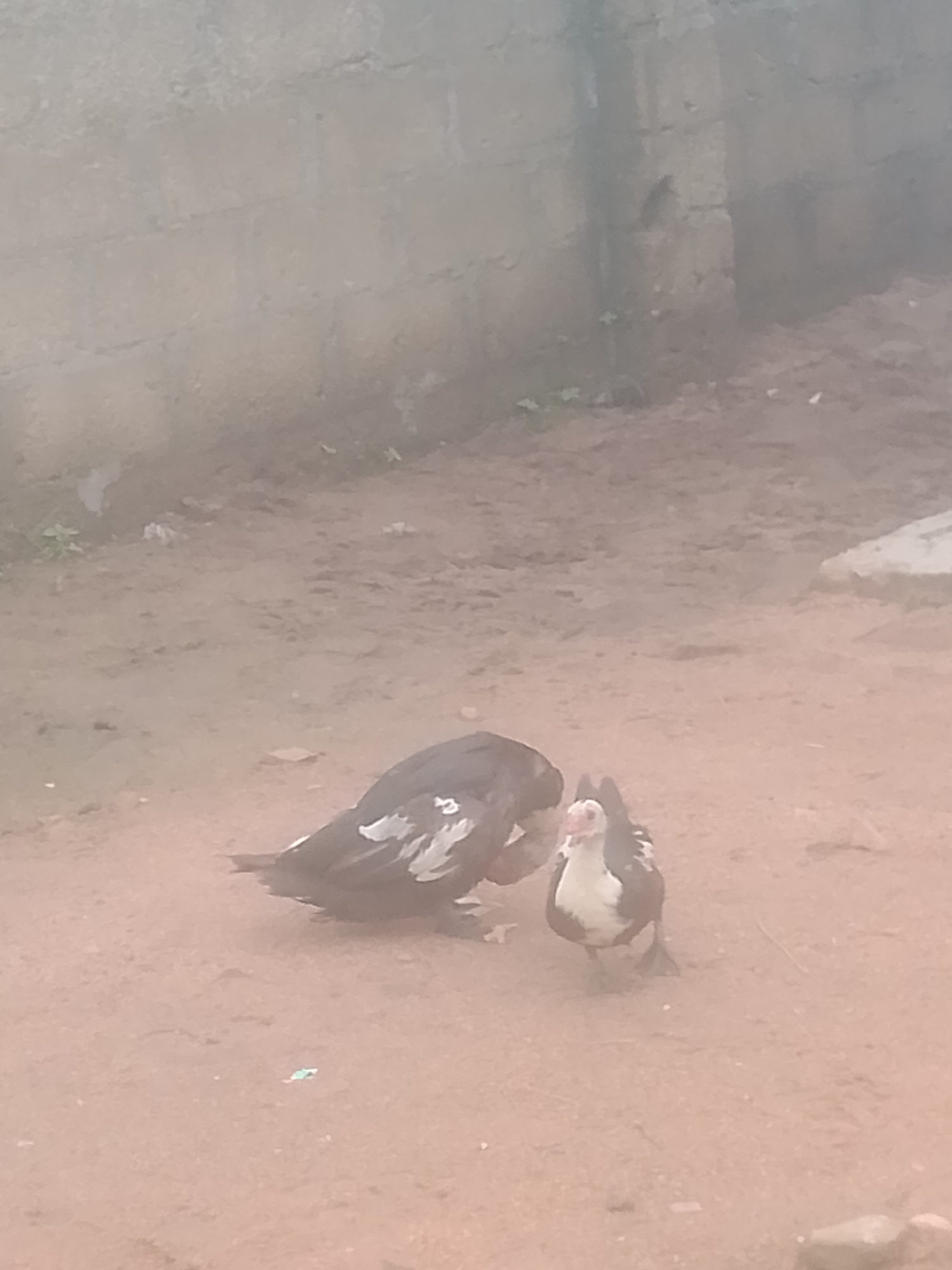 The image shows two Muscovy ducks on a dirt ground. The duck on the left is larger and predominantly black with white markings on its wings. It is facing to the left and appears to be preening. The duck on the right is smaller and is black and white, with a white chest and face and black wings. It is facing forward, towards the viewer, with its head slightly tilted. The background is a blurred, light-colored brick wall. The scene is likely an outdoor yard or enclosure. The image does not contain any specific landmarks or identifiable features to pinpoint its exact location within Jauro Yinu, Nigeria.
