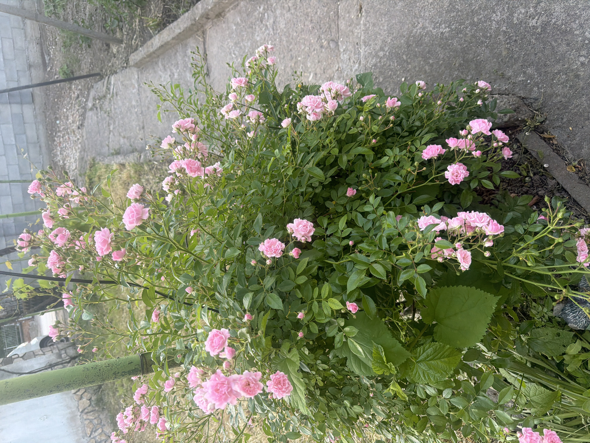The image shows a bush of small pink roses, densely packed with green leaves and blossoms, growing near a concrete sidewalk. A green metal pole is visible on the left side of the bush. The background includes a concrete structure. The location is unidentified, designated as Unknown, Unknown.