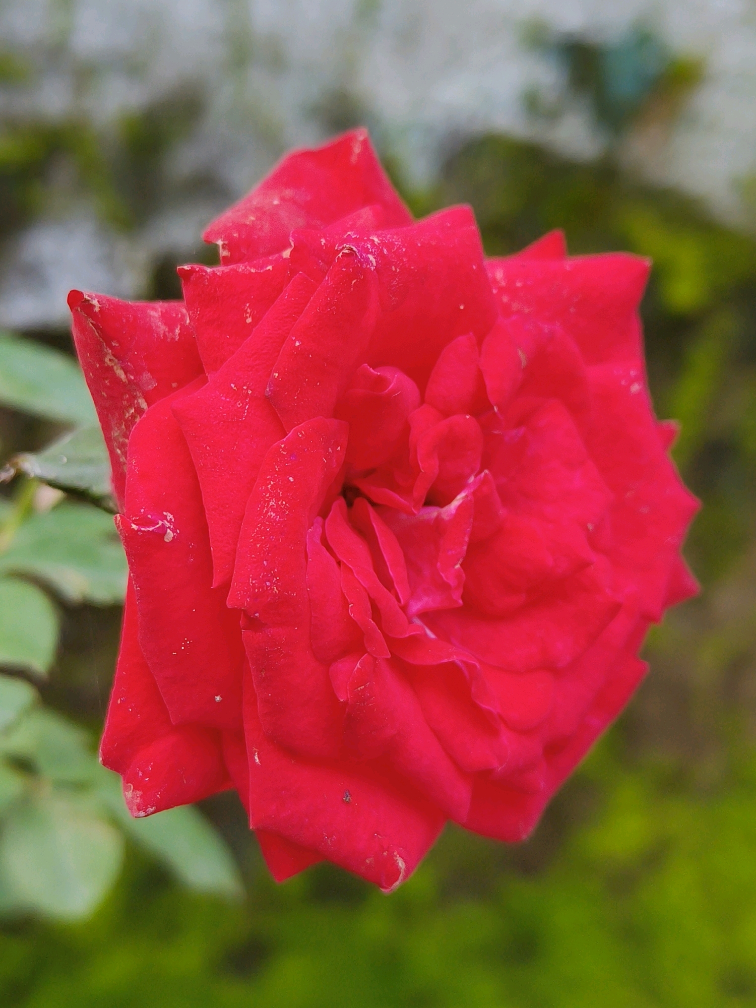 A close-up shot shows a vibrant red rose in full bloom, with its petals unfurling in delicate layers. The rose is the central focus, positioned slightly to the left of the frame, and its rich red hue is captured in sharp detail. Small droplets, possibly dew or rain, are visible on some of the petals, adding a subtle texture to their surface. The rose is set against a softly blurred background of lush green foliage, with hints of a weathered, light-colored wall visible in the upper left corner. The lighting appears to be natural, highlighting the rose's velvety texture and deep color. The overall impression is one of natural beauty and tranquility.
