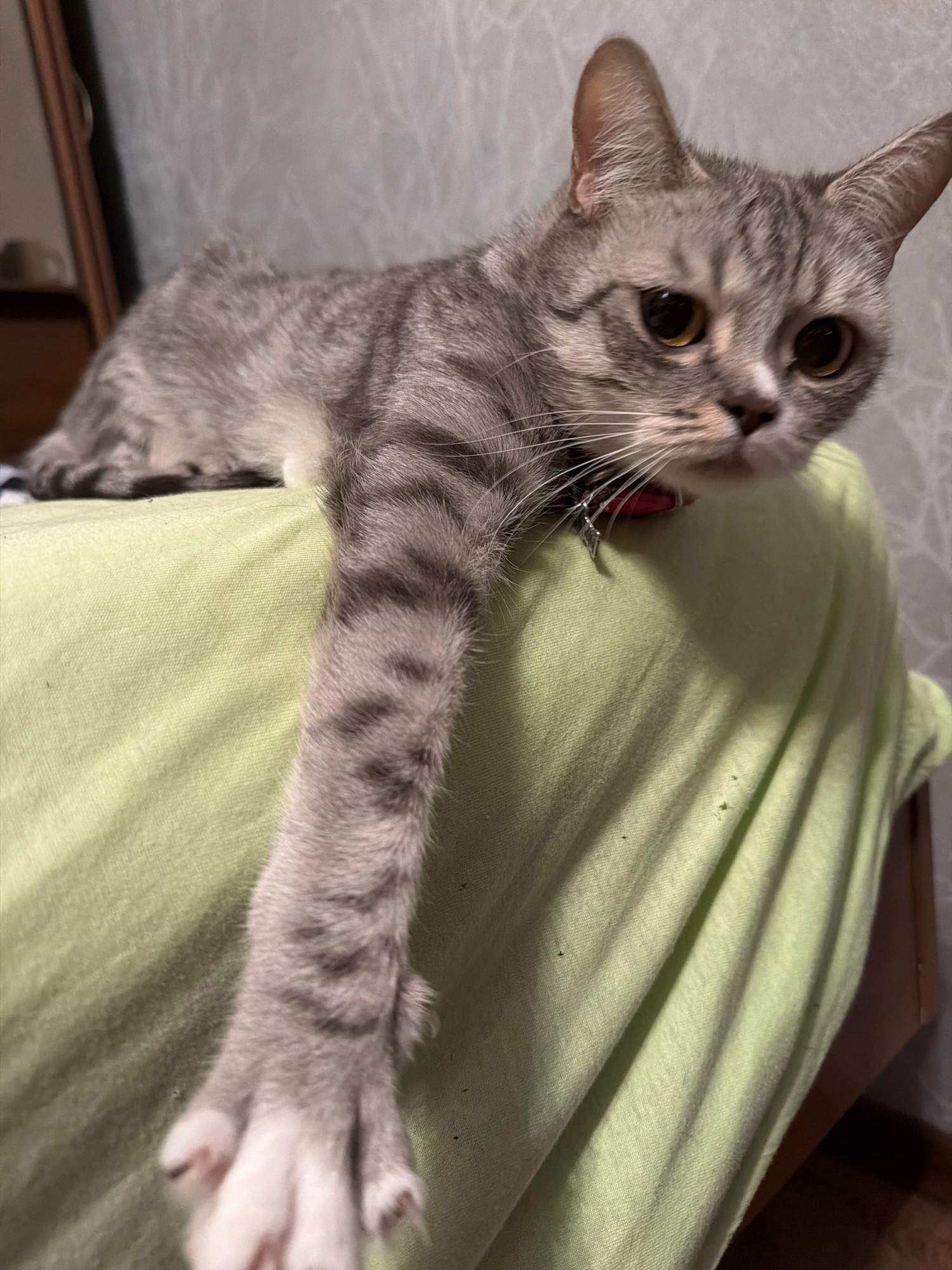 A grey tabby cat with light brown eyes is lying on a light green surface, possibly a blanket or piece of clothing, with its body partially obscured. One of the cat's front legs is extended downwards, revealing white paws with visible claws. The cat is wearing a red collar. The background appears to be a wall with a textured pattern. The lighting suggests an indoor environment. There are no visible people or indications of a specific location in Moscow, Russia.
