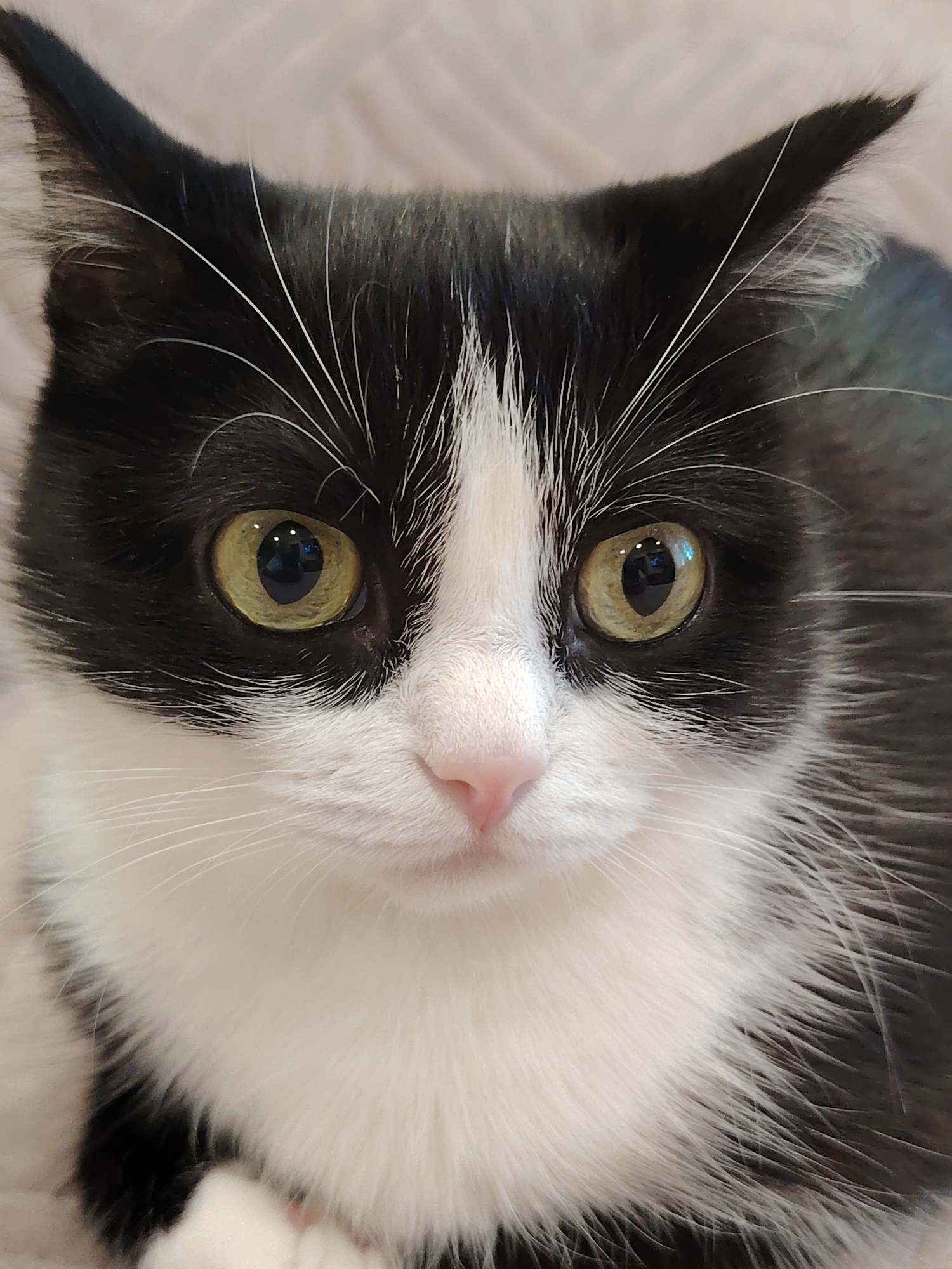 A close-up, eye-level, medium shot features the face of a black and white tuxedo cat. The cat is looking directly at the camera with large, bright, yellow-green eyes. The pupils are black and round. The cat's nose is a small, pink triangle. The fur on its face is predominantly white, with black markings around the eyes and ears. Long, white whiskers extend outwards from its muzzle. The background is out of focus, appearing as a soft, textured surface of neutral tones. There is no visible indication of location in the city of Unknown, Unknown.