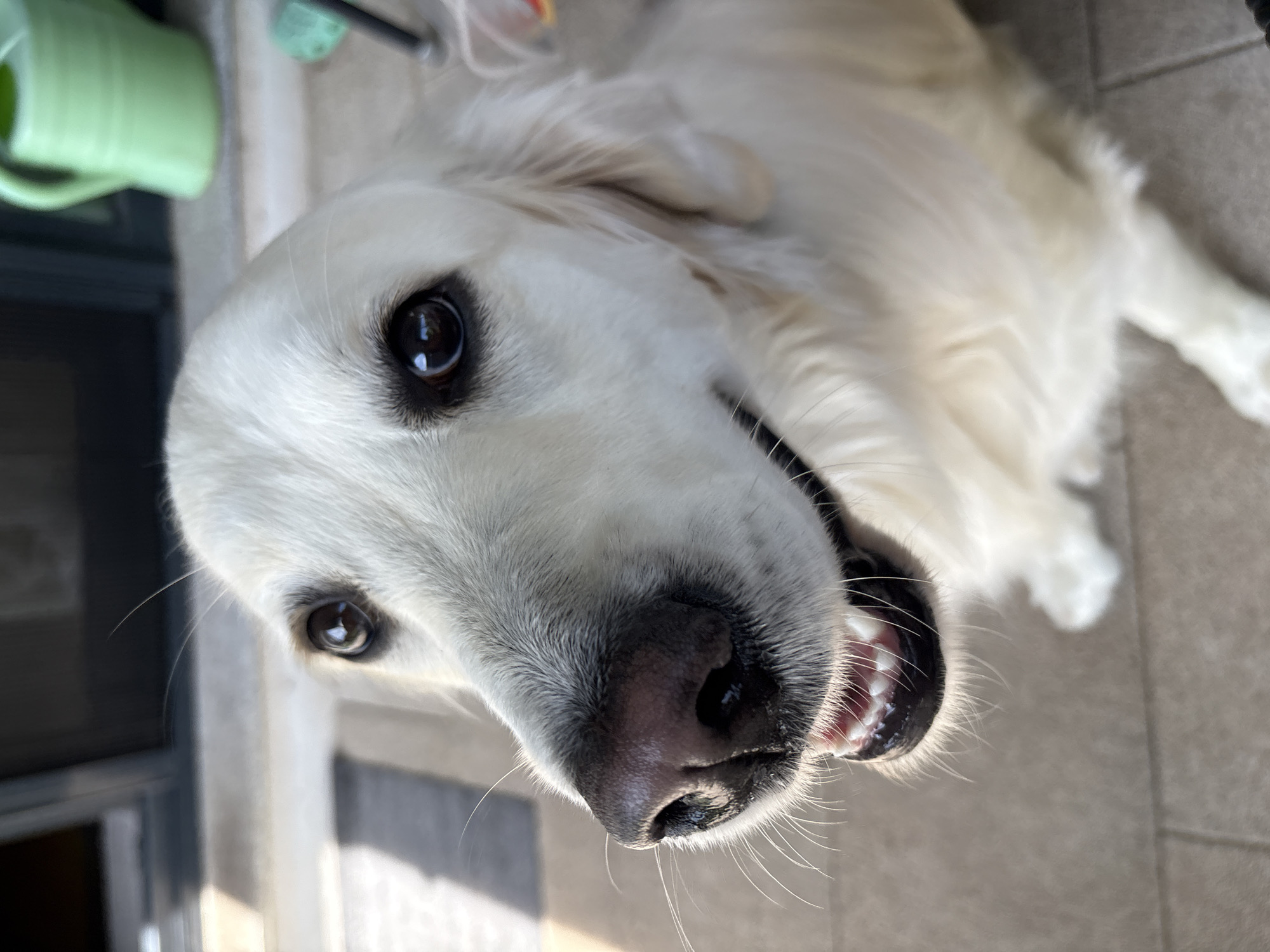 A close-up, low-angle photograph captures a white dog, likely a Golden Retriever or a similar breed, looking directly at the camera. The dog's head is tilted, and its mouth is open in what appears to be a happy or excited expression, revealing its teeth and pink tongue. Its dark, round eyes are wide and focused on the viewer. The dog has soft, fluffy white fur, with subtle grey shading around its snout.
The background is softly out of focus, revealing elements of an outdoor or semi-outdoor setting. A light green watering can is visible in the upper left, while a dark window or door frame can be seen behind the dog's head. The floor beneath the dog appears to be covered with light-colored tiles, consistent with a patio or balcony. Bright natural light illuminates the scene, casting shadows and indicating it is daytime with clear, sunny weather. There is no visible text in the image. The overall impression is of a cheerful and engaged dog in Lozen, Bulgaria.
