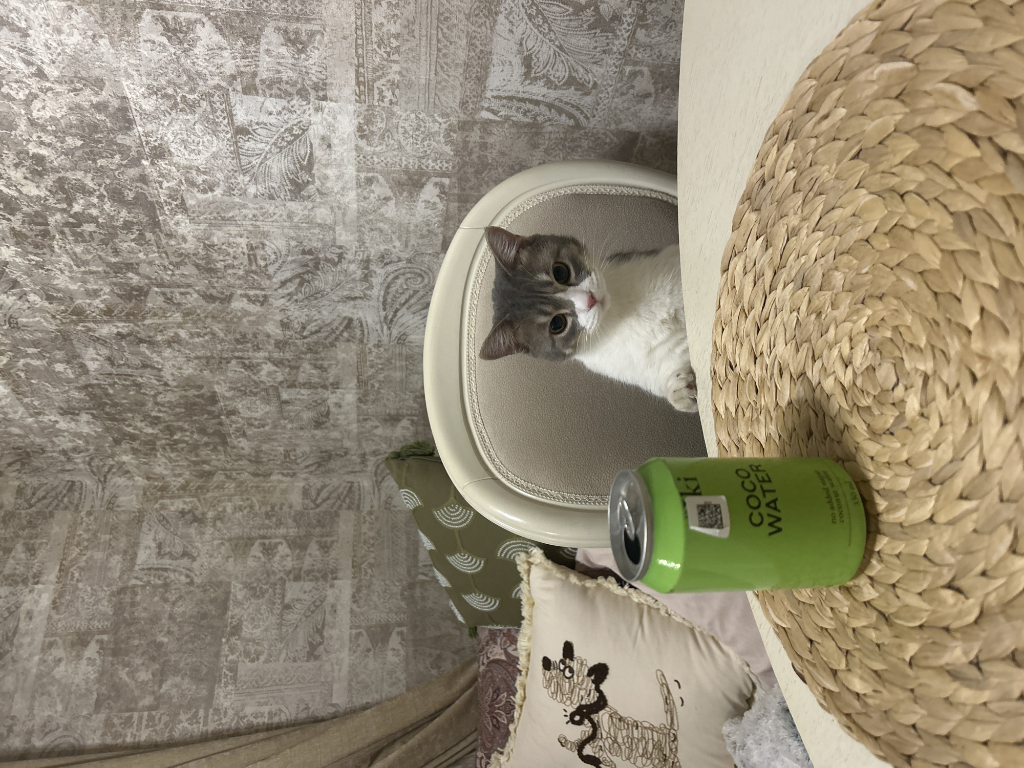 The image shows a cat sitting on a chair next to a table with a can of coconut water on it. The cat is gray and white with green eyes, and it is looking at the camera. The can of coconut water is green with the words "COCO WATER" printed on it. The table is covered with a straw mat. The background is a wall with a patterned wallpaper. The location is in the city of Unknown, Unknown.