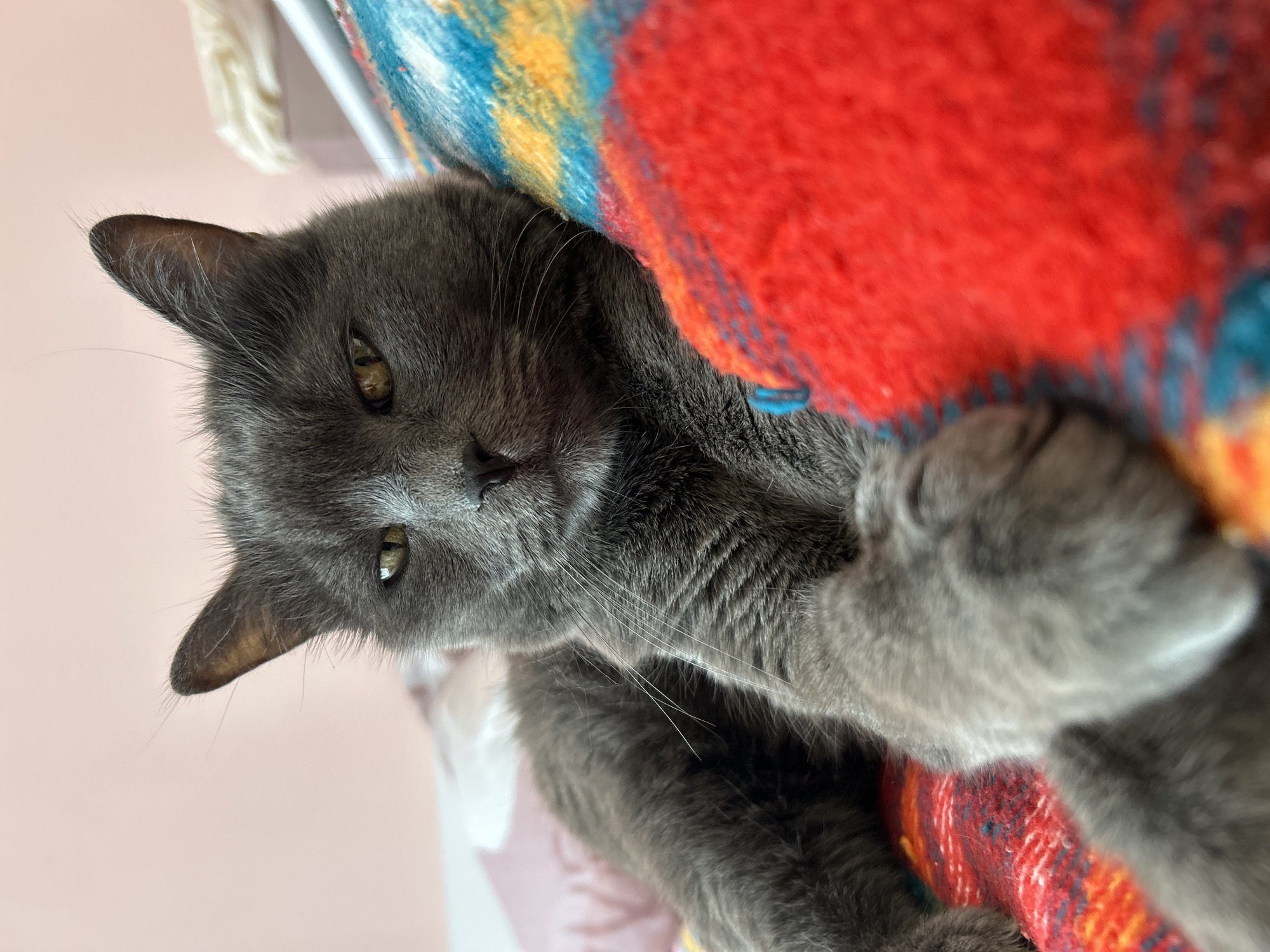A gray cat is lounging on a colorful, folded blanket. The blanket features red, yellow, and blue hues. The cat's head is tilted to the left, and its yellow eyes are partially open. The background is a pale pink wall. The location is not identifiable as the city of Veliko Tarnovo, Bulgaria.