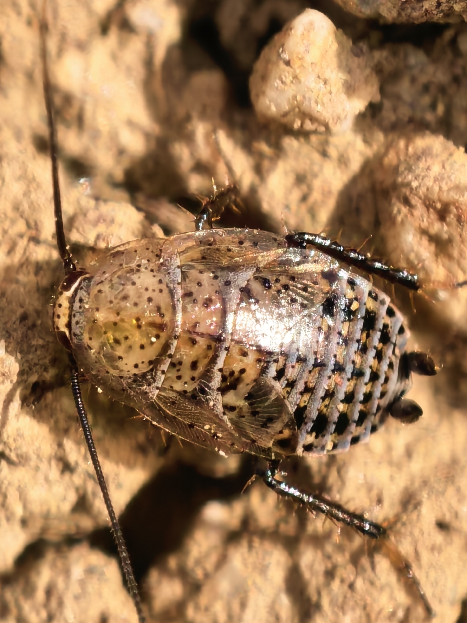 A macro photograph presents a single insect, likely a species of cockroach or wood roach, lying on its back on a granular, light brown surface. The insect's body is oriented diagonally across the frame, with its head pointing towards the upper left and its abdomen towards the lower right.
The insect exhibits a striking appearance with a largely translucent, iridescent exoskeleton, particularly noticeable on its wings, which reflect light with pearlescent hues. Its head and upper body are adorned with numerous small, dark, irregular spots. The abdomen features a distinct, intricate pattern of alternating light and dark, almost black, segmented bands, giving it a tessellated or checkered look. Long, dark, and segmented antennae extend from its head. Several slender, spiny legs are visible, dark in coloration, with some bent and others outstretched.
The ground beneath the insect is composed of small, irregular pebbles and sandy particles, suggesting a dry, natural environment. Strong, direct lighting illuminates the subject, creating bright highlights on its shiny body parts and soft shadows in the blurred background. The scene appears to be captured during the daytime due to the clear and intense illumination. There is no visible text in the image.