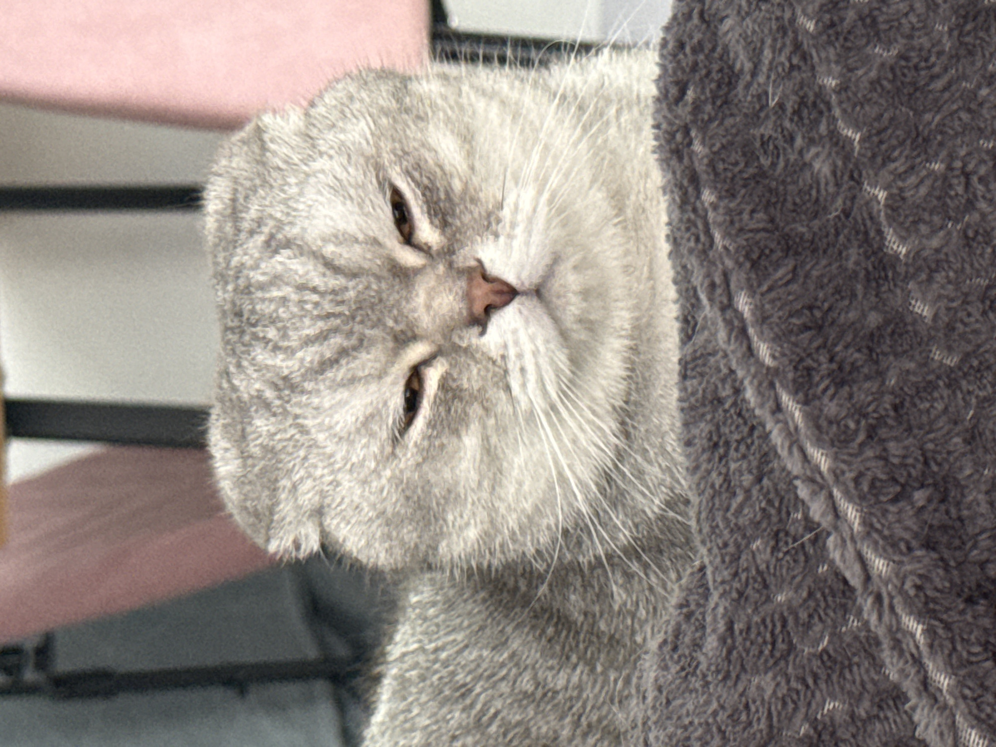 A gray cat with folded ears is lying down, partially covered by a gray, textured blanket. The cat's face is close to the camera and is in focus; it appears to be relaxed. The background consists of what seems to be a gray and pink piece of furniture or cat tree. There's no information to identify this location as Izhevsk, Russia.