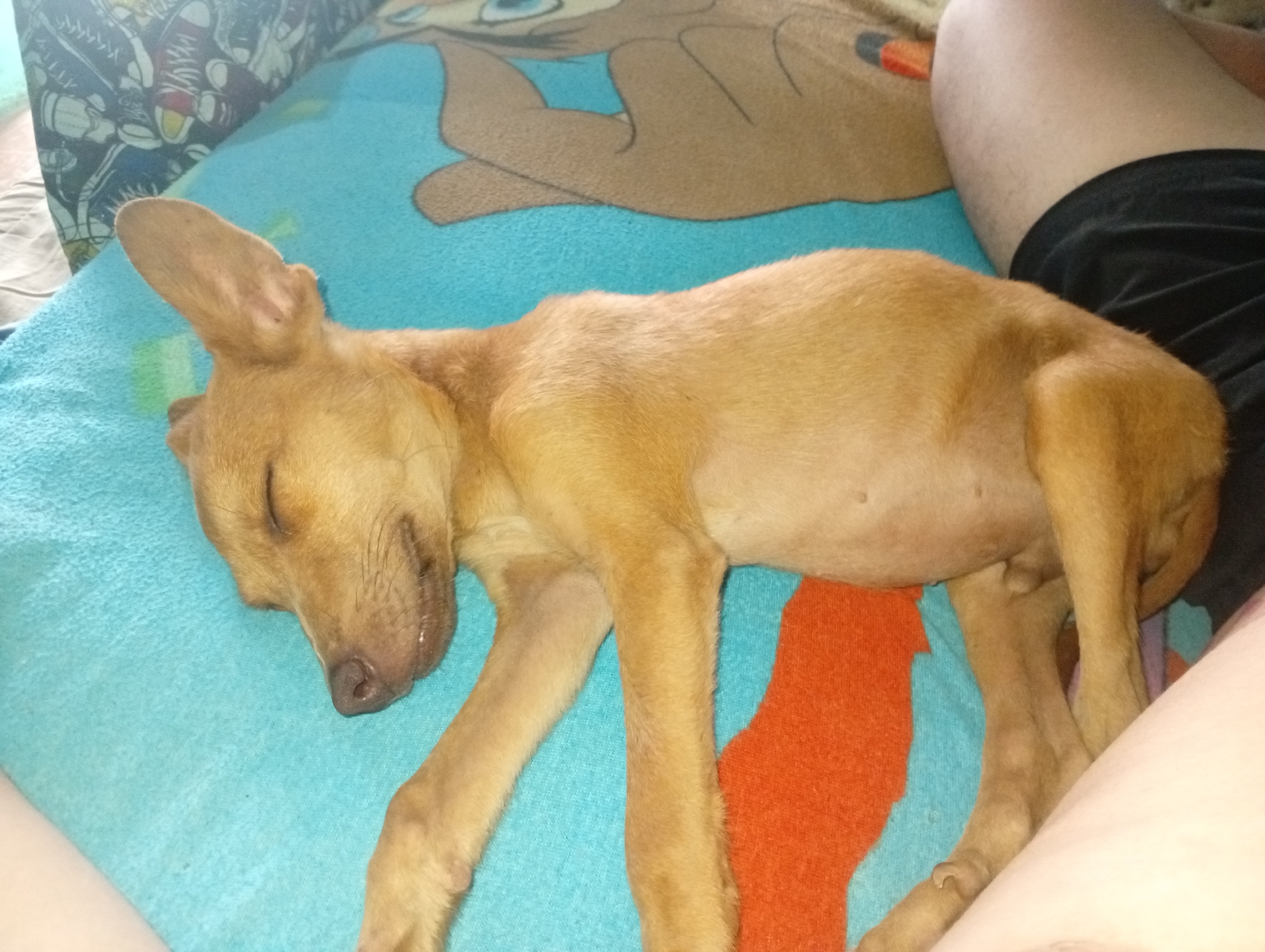 A light brown, short-haired dog is sleeping on a turquoise blanket. The blanket has a brown cartoon design and an orange patch. A person's leg is visible to the right of the dog, wearing black shorts. Part of a pillow with a patterned design is in the upper left corner. The location is not discernible from the image.