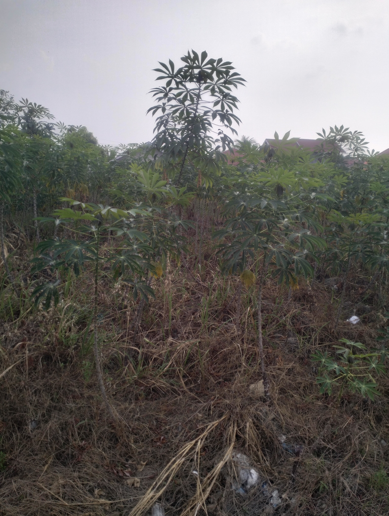 The image depicts a dense growth of cassava plants, some of which are taller than others, situated on an embankment. The ground is covered in dry grass and other vegetation, with some scattered debris visible in the lower right corner. In the background, the roofs of residential buildings can be seen through the foliage. The sky is overcast. The scene is located in the city of Tambusai Batang Dui, Indonesia.