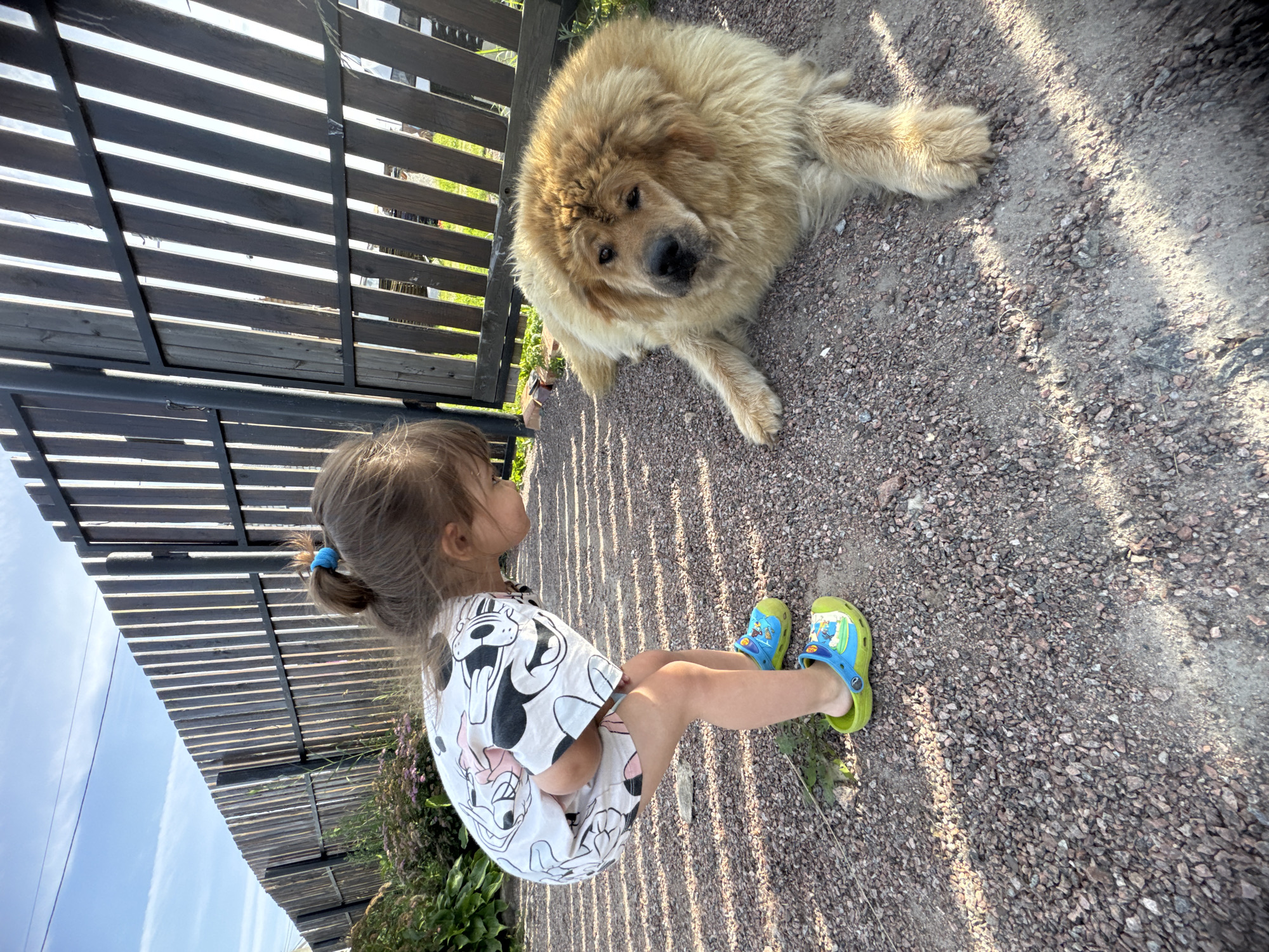 In Kempelevo, Russia, a young girl wearing a white t-shirt with a Disney character print and bright green Crocs crouches down to interact with a large, fluffy golden dog that is lying on a gravel path. The dog has a thick, shaggy coat and is looking towards the girl. Behind them is a dark wooden fence with vertical slats. The ground is covered with small stones and pebbles, and some green plants are visible near the fence. The scene appears to be outdoors, with sunlight casting shadows on the ground.