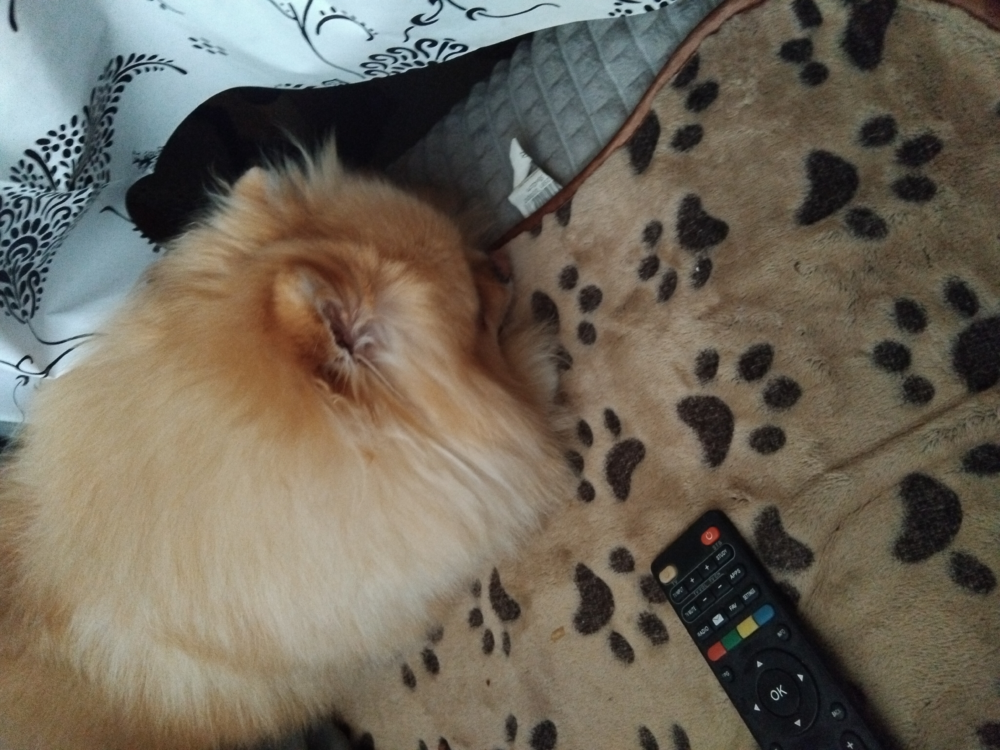 The image shows a close-up of a fluffy, light brown Pomeranian dog sleeping on a blanket with a paw print pattern. A black remote control with various buttons is lying on the blanket to the left of the dog. The dog is curled up, with its head resting on its paws. To the right of the dog, a white fabric with a black decorative pattern is visible, along with a portion of a grey cushioned surface. The scene appears to be indoors, likely on a bed or sofa, in a residential setting within Apriltsi, Bulgaria.