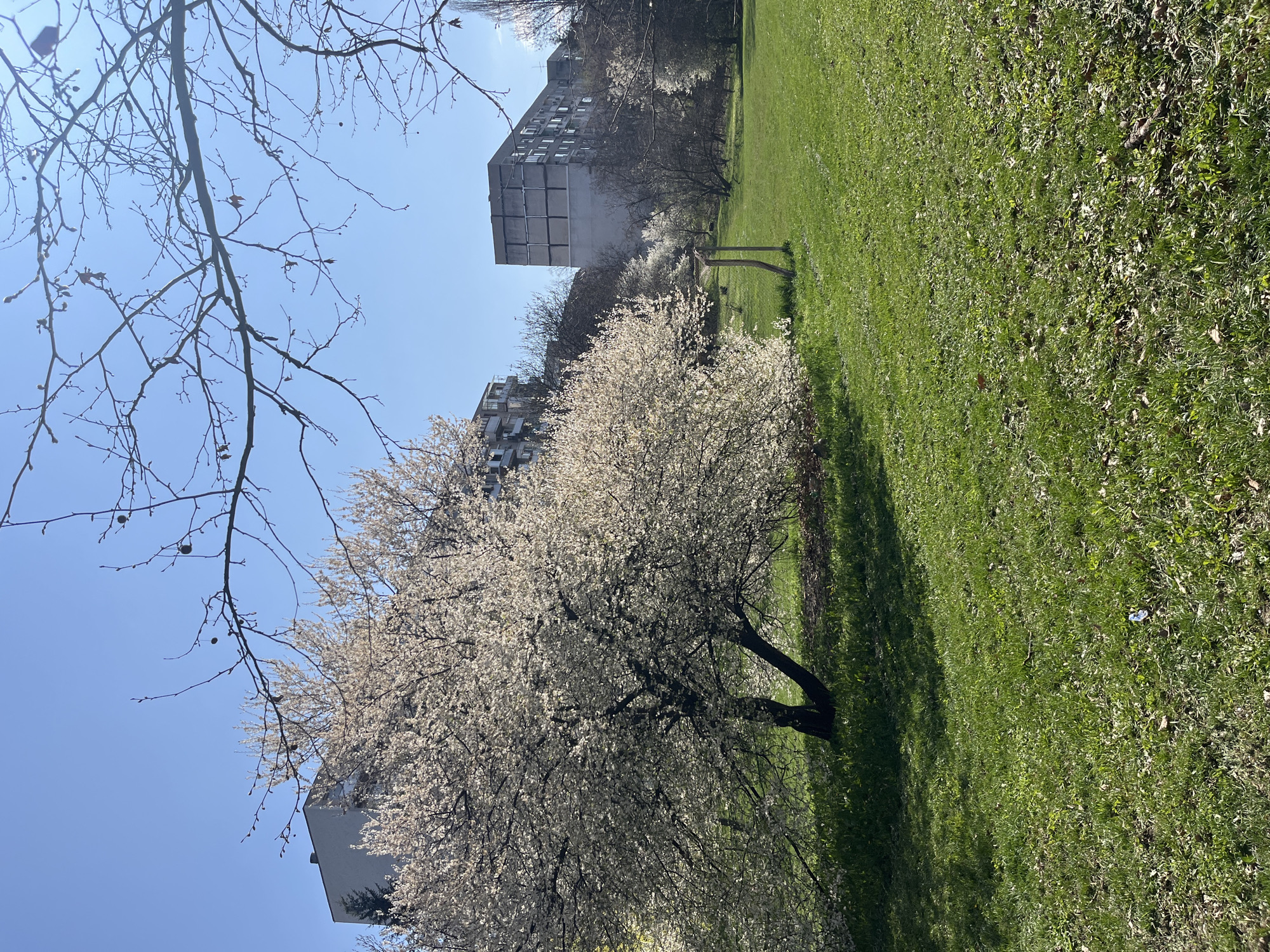 The image shows a park landscape in Sofia, Bulgaria, on a sunny day. A flowering tree, likely a cherry or plum tree in full bloom with white blossoms, dominates the foreground. The tree casts a shadow on the green grassy lawn. In the background, there are apartment buildings, some with visible balconies. Bare tree branches are visible in the upper left of the frame, contrasting with the clear blue sky. The grass appears well-maintained. There are no people visible. The buildings suggest an urban or suburban setting.