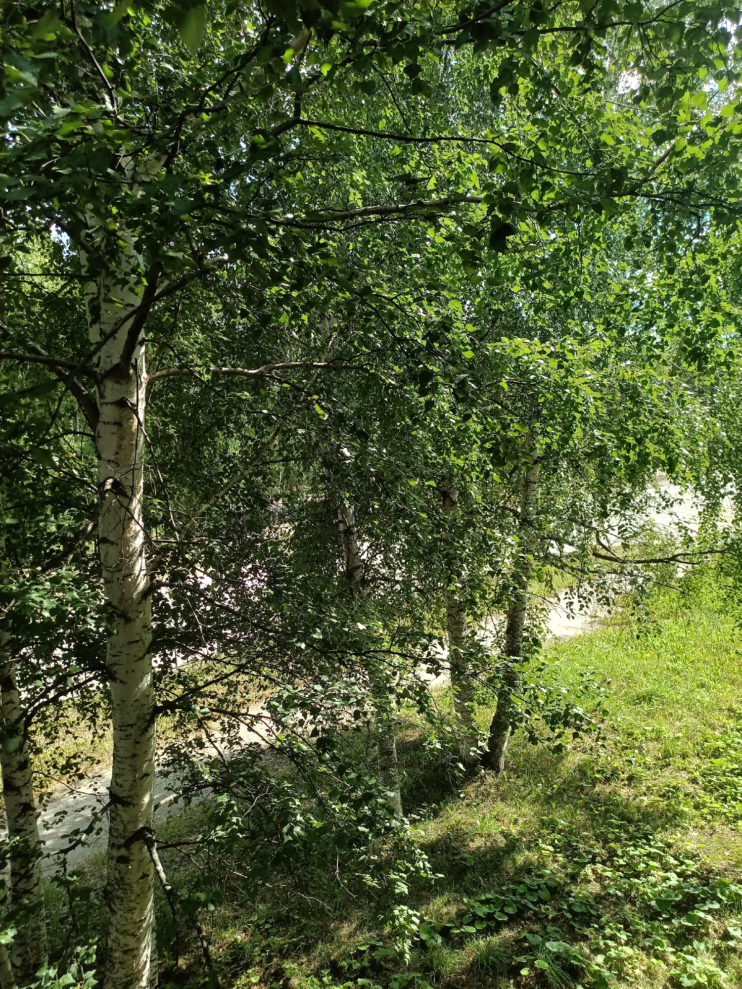 The image depicts a sun-dappled grove of birch trees, characterized by their distinctive white bark and lush green foliage. The trees are the primary subject, with their branches extending upwards and outwards, creating a canopy that filters the sunlight. The ground beneath is covered with a mixture of grass, smaller plants, and some fallen leaves, with patches of sunlight and shadow creating a natural pattern. A narrow, light-colored path or road is partially visible winding through the trees in the background, suggesting a natural or park-like setting within the city of Nyagan, Russia. There are no people or animals visible in the image. The scene evokes a sense of natural tranquility.