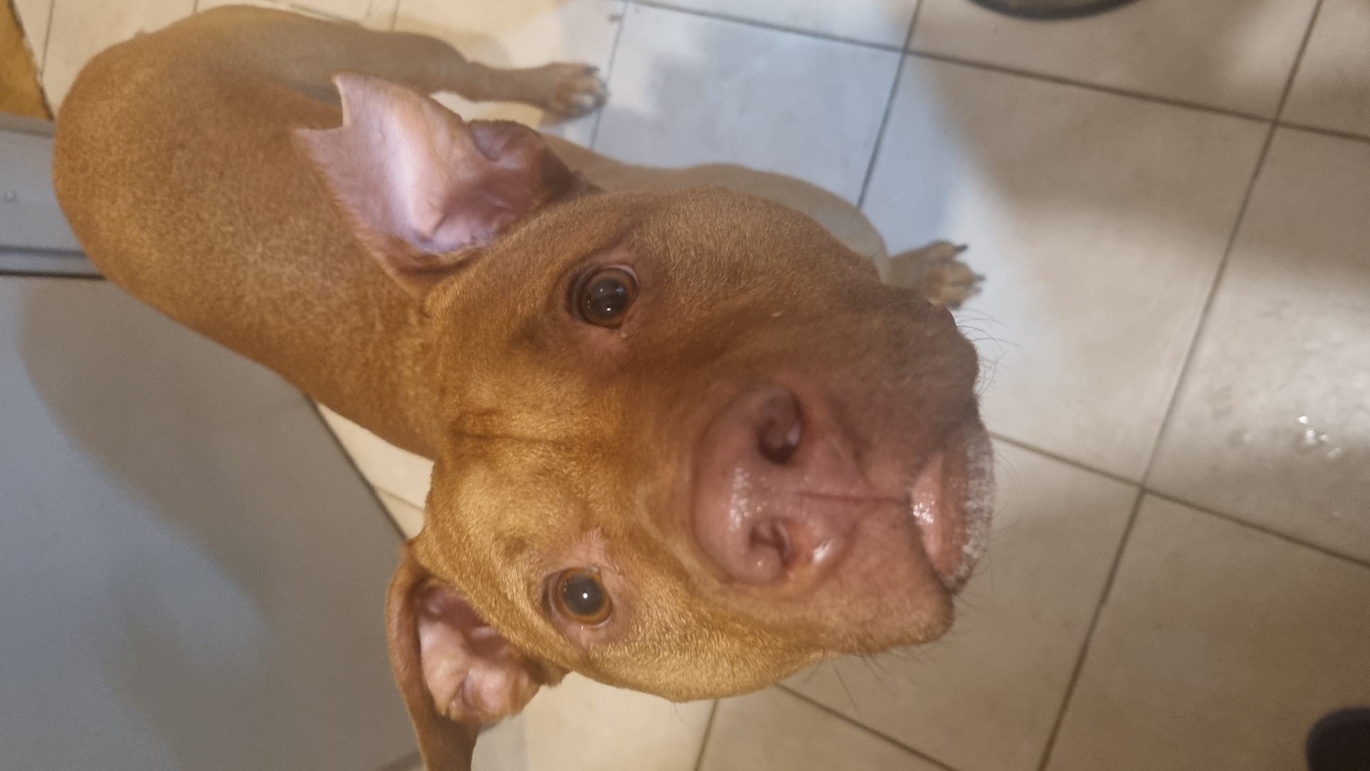 A brown-colored dog, likely a Pitbull or a similar short-haired breed, is the central subject of the image. The dog has a rich reddish-brown coat and appears to be in an indoor setting, standing on a light-colored tiled floor with visible grout lines. The image is taken from a high angle, looking down at the dog's face, which is tilted upwards towards the camera.
The dog's eyes are a warm brown color, and its pupils are dilated, giving it an alert and attentive expression. Both ears are perked up, further indicating its focus on something (presumably the photographer). Its nose appears wet and healthy. The dog's front paws are visible in the background, resting on the tiled floor, and a portion of its body suggests it is either sitting or lying down with its head raised.
The background is blurry but shows hints of a grey or light-colored surface to the left, possibly a cabinet or appliance, and more of the tiled floor to the right. There are no people visible. The lighting suggests an indoor environment, possibly artificial. There is no visible text in the image. The overall impression is that of a curious and engaged pet looking directly at the viewer.