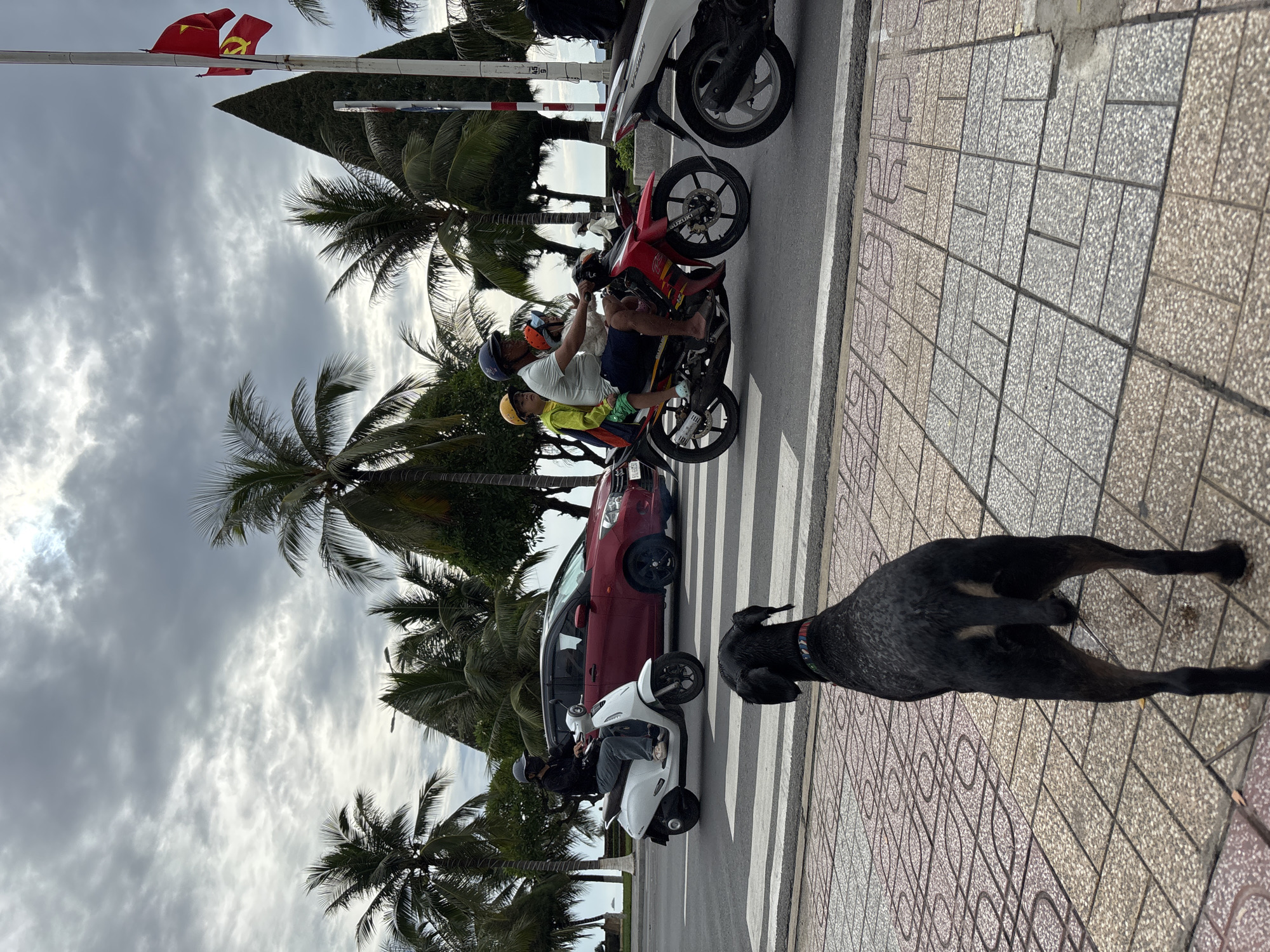 The image depicts a street scene in Nha Trang, Vietnam, under a cloudy sky. In the foreground, a black dog with a colorful collar stands on a patterned sidewalk, facing a crosswalk. Beyond the crosswalk, a white scooter carrying a person wearing a dark outfit and a face mask is traveling on the road. A red car is behind the scooter. Further down the road, a red motorcycle with a driver and two passengers, a child and an adult, is also in motion. Palm trees are visible on the sides of the street, and two flags, one red with a yellow star and another with a hammer and sickle, fly from a flagpole. The scene suggests a typical day in this Vietnamese coastal city, with traffic and pedestrians interacting on a busy street.
