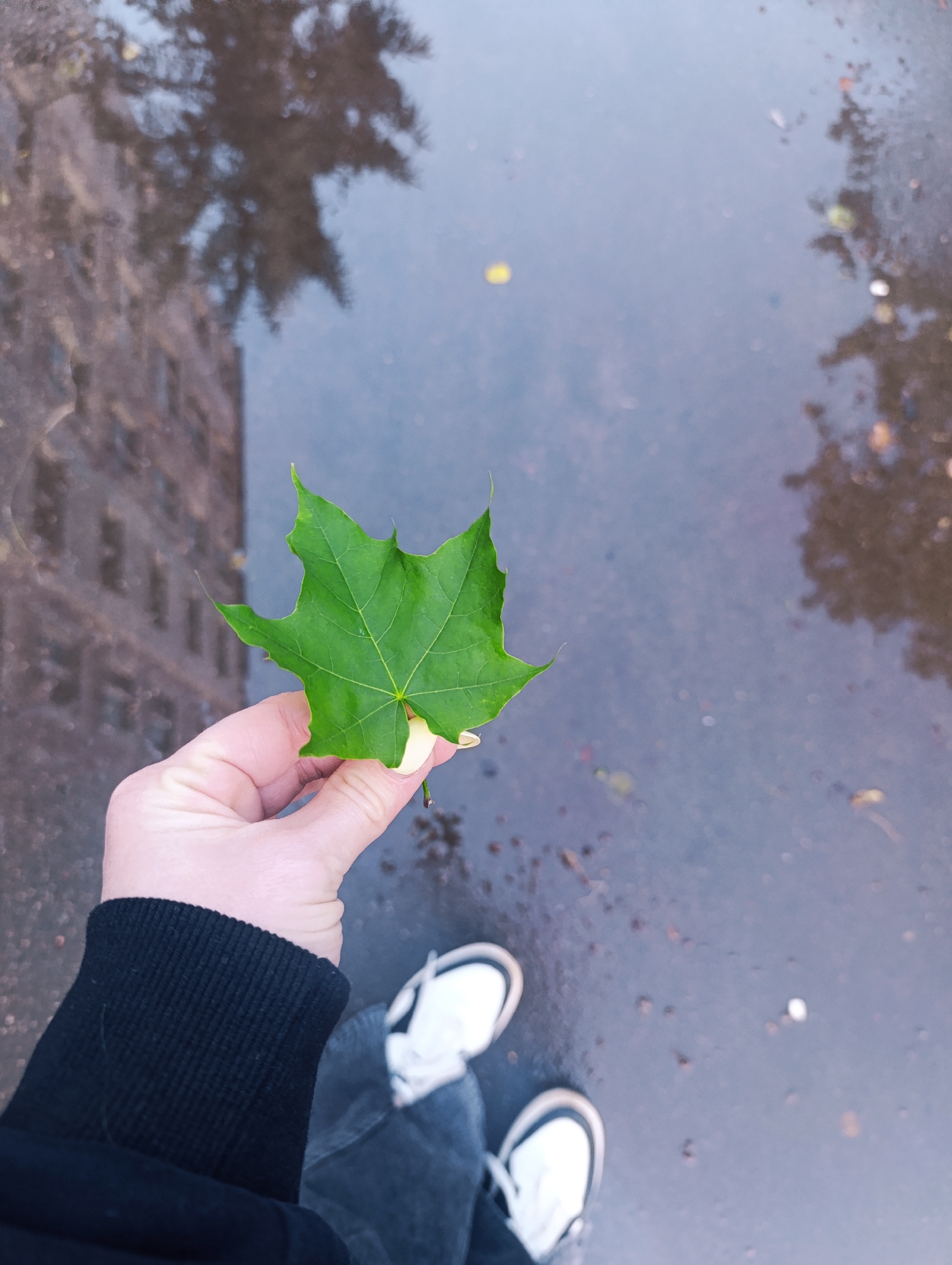 A person is holding a green leaf, presumably a maple leaf, in their right hand over a wet, reflective surface. The surface appears to be a puddle or a wet pavement. Reflected in the surface are the shapes of buildings and trees, indicating an urban environment. The person is wearing a black sweater or jacket and gray pants. Their shoes are white sneakers with dark trim. The setting seems to be an urban area, judging by the presence of buildings and paving, likely in the city of Unknown, Unknown.