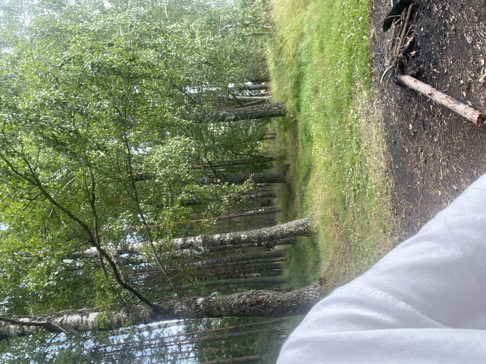 The image shows a person wearing a white shirt, partially visible in the foreground, sitting near a campfire in a forest. The campfire is made of burnt wood and is located on dark soil. The background features a dense forest with tall trees, predominantly birch trees with their characteristic white bark, and some pine trees. The ground is covered with green grass and some dry leaves. The scene appears to be in a natural, outdoor setting, likely a campsite within the forest of Pillapalu, Estonia. The lighting suggests it is daytime, with sunlight filtering through the leaves of the trees.