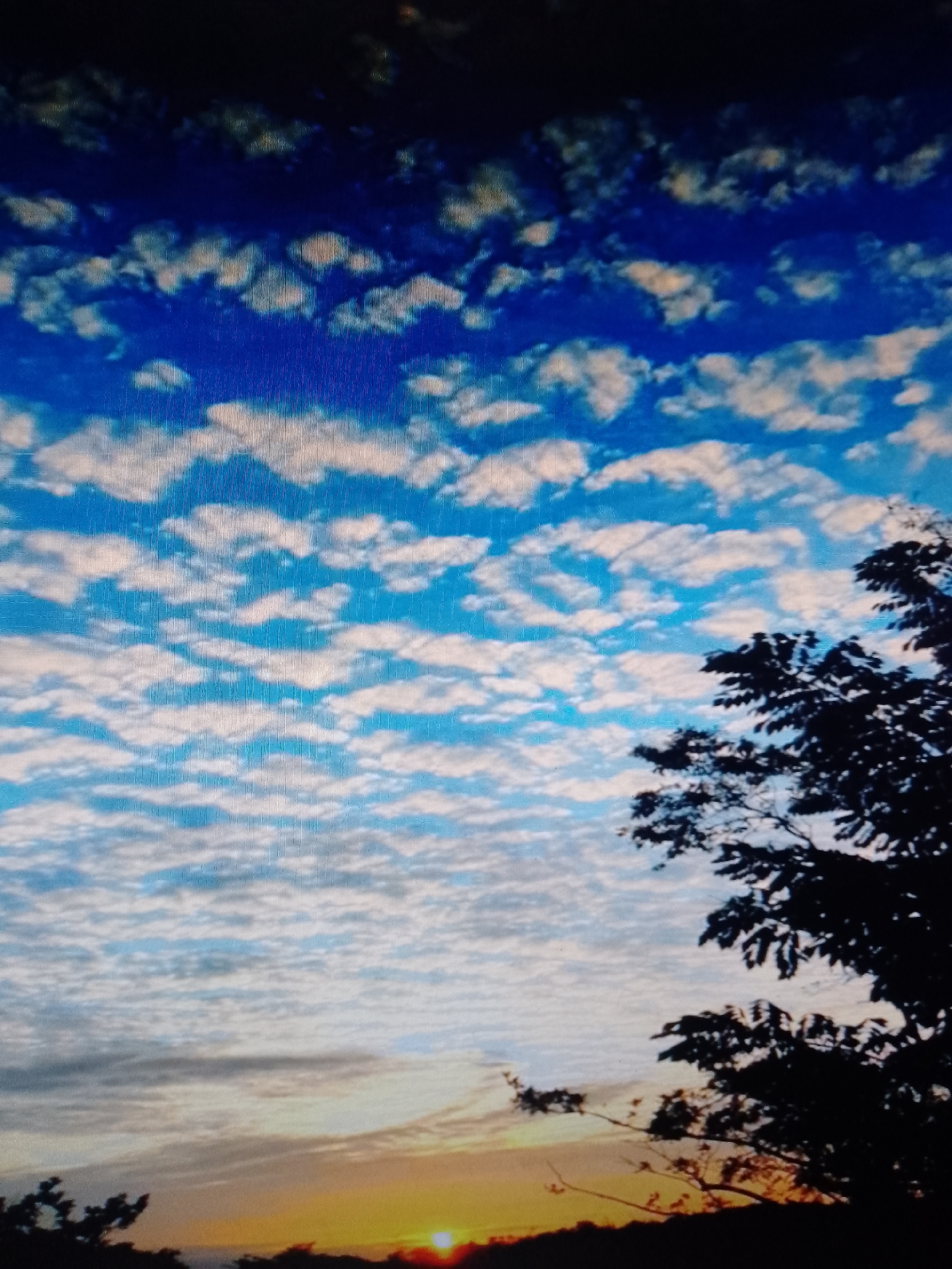 The image shows a sky with altocumulus clouds in the upper portion, transitioning to a sunset horizon with silhouetted trees in the lower portion. The location is not specified.