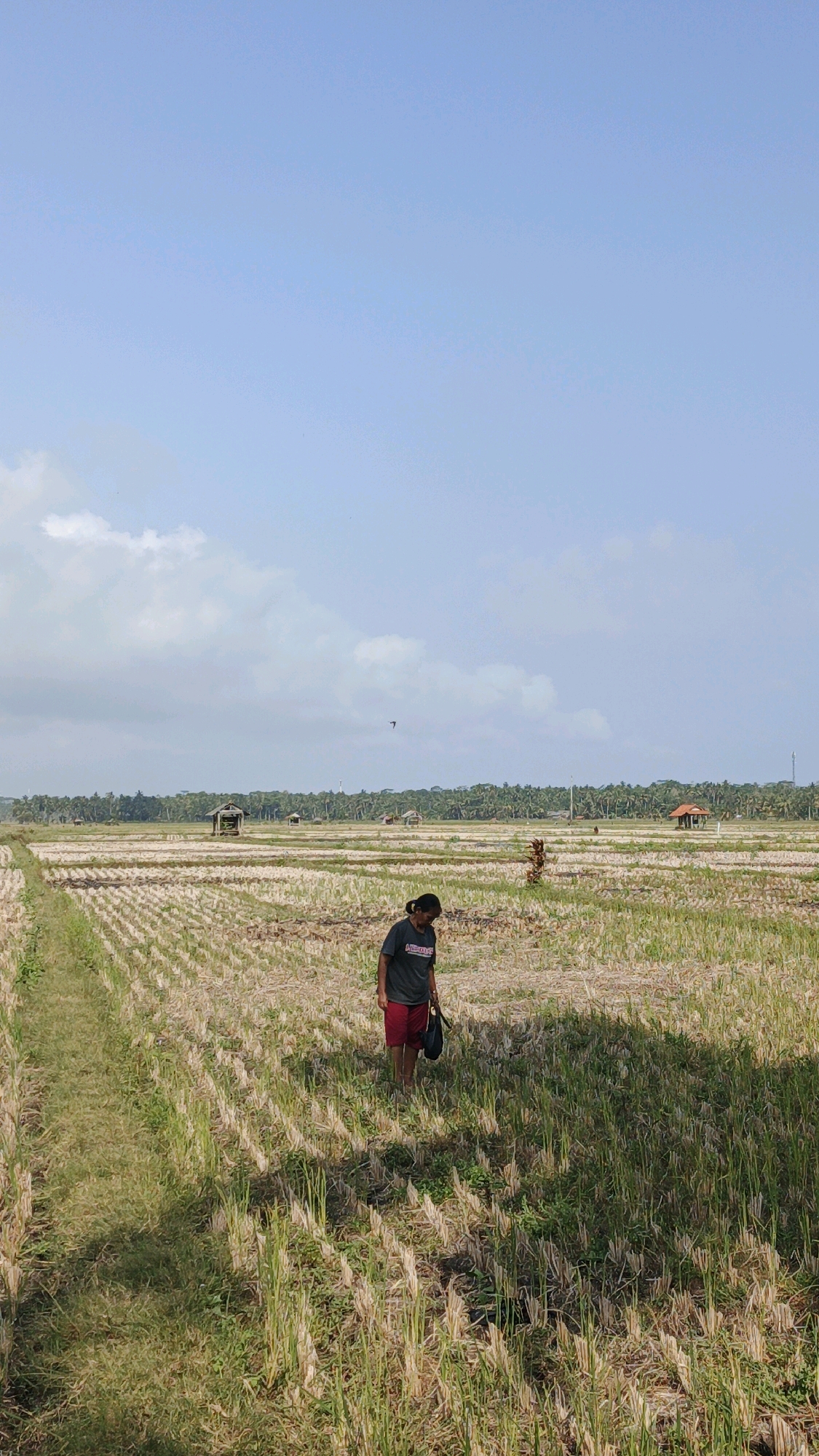 The image shows a wide, dry rice paddy field with rows of stubble from a recent harvest. In the middle ground, a person wearing a dark t-shirt and red shorts walks through the field, carrying a dark bag. In the background, a line of trees forms a horizon, with a few small, rustic structures, possibly sheds or huts, scattered among them. The sky is bright blue with a few wispy white clouds. The overall scene suggests a rural agricultural setting in Cintaratu, Indonesia, during a dry season.