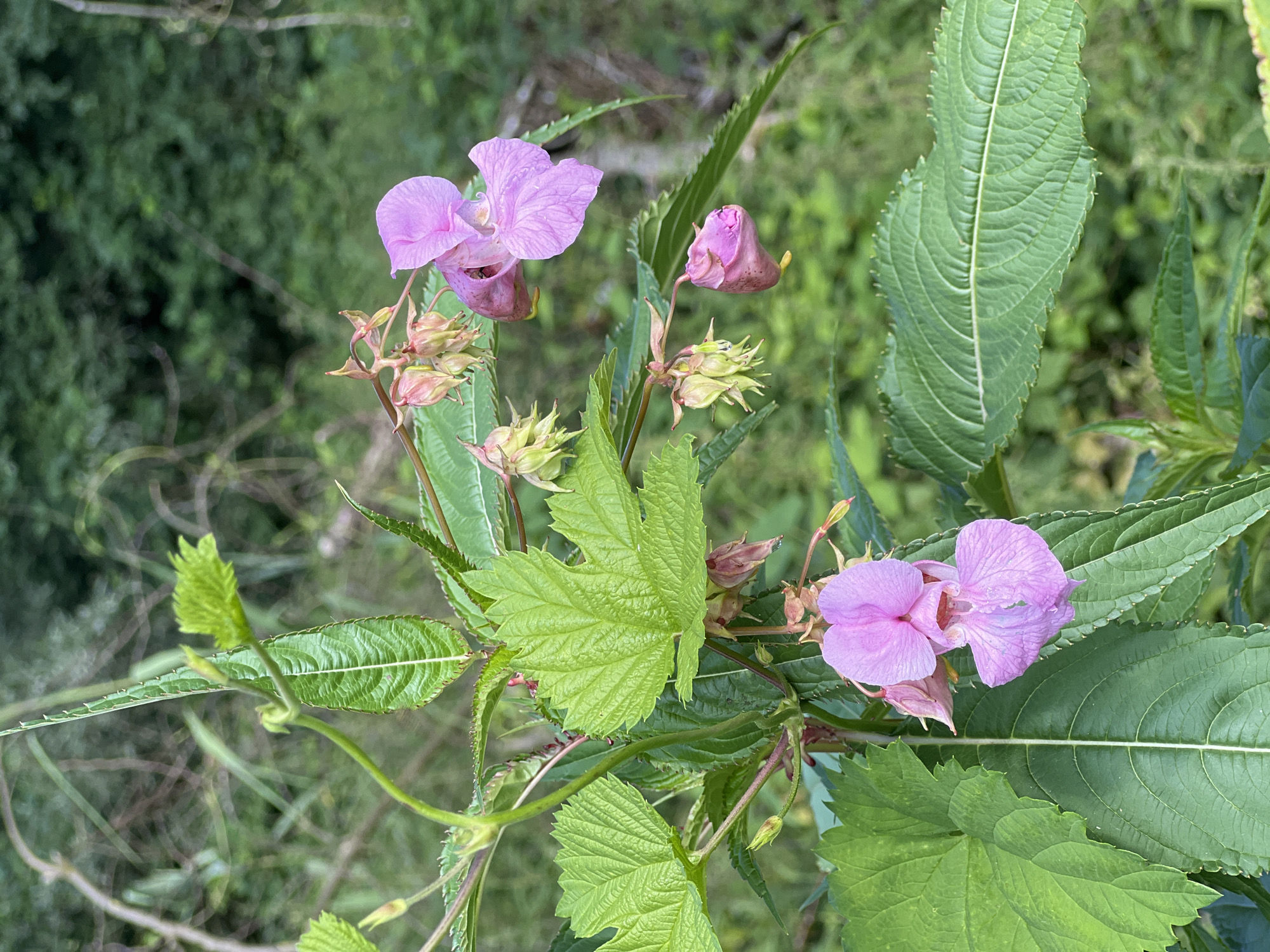A close-up, eye-level, vertical shot showcases a flowering plant in a natural, outdoor setting. The plant has bright green, serrated leaves with prominent veins and delicate pink flowers. Some flowers are fully bloomed, revealing intricate petal structures, while others are in bud form, enclosed in pale green sepals. The background is a soft blur of various shades of green, suggesting a dense forest or lush undergrowth. The lighting is natural and diffused, highlighting the textures of the leaves and the subtle color variations in the petals. The scene appears to be in Moosburg, Germany, specifically in a natural area likely within or adjacent to the city, such as the forest areas around the Isar river or designated green spaces. No people or animals are visible.