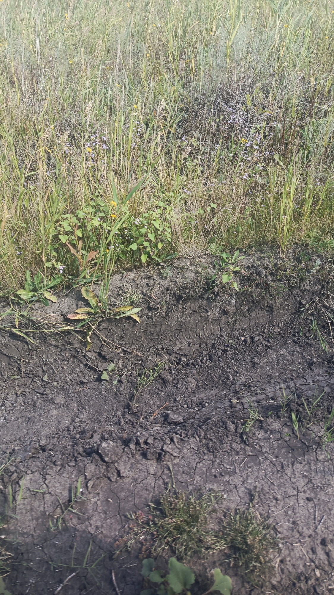 The image depicts a section of dry, cracked earth bordering a dense growth of wild grasses and small wildflowers. The foreground is dominated by the dry soil, showing clear signs of drought with a network of fissures. A few sparse sprigs of green grass and some small plants emerge from the dry earth. In the middle ground, the soil transitions to a patch of richer, darker soil where more robust green vegetation is present, including a single-stemmed plant with a yellow flower. The background is filled with a thick mass of tall, dry grasses, interspersed with smaller, purplish wildflowers. The overall scene suggests an outdoor environment, likely a field or undeveloped area, with a clear demarcation between arid and more fertile ground. The location is identified as Oktyabr'skii Gorodok, Russia. There are no people or animals visible in the image.