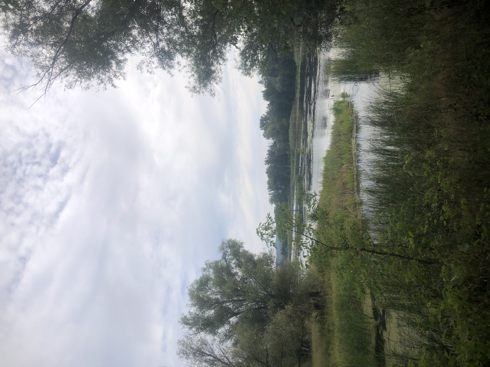A serene, overcast day captures a tranquil scene of a wide river bordered by lush vegetation. Tall, leafy trees frame the water, their branches reaching towards the pale sky. Reeds and marsh grasses line the riverbanks, with patches of green algae floating on the water's surface. In the distance, a dense forest stretches across the horizon. The overall impression is one of untouched natural beauty.