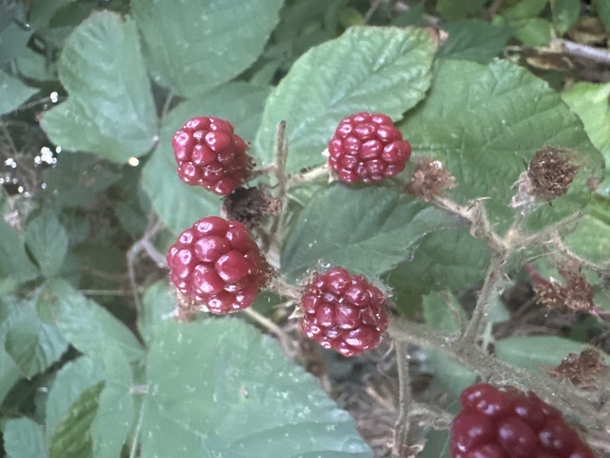 The image is a close-up of several ripe raspberries growing on a bramble bush. The raspberries are a deep red color and are composed of many small drupelets. They are surrounded by green leaves and some dried brown plant matter. The lighting suggests it is daytime, possibly in the late afternoon due to the soft shadows. There are no people or animals visible in the image. The scene appears to be in a natural setting, likely a garden or a park. The specific location in Krefeld, Germany, is not discernible from the image itself.
