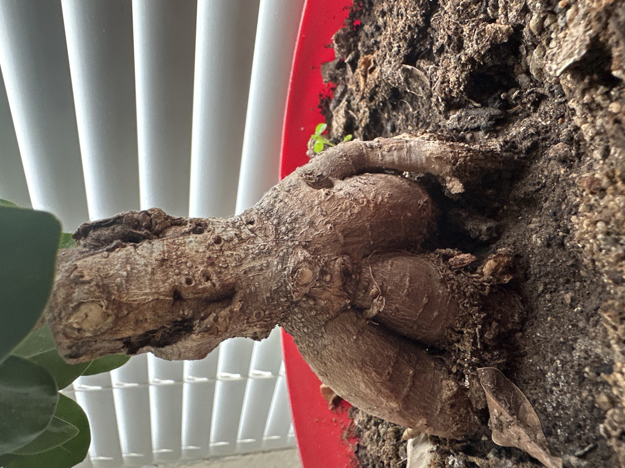 The image provides a close-up, angled view of the gnarled root or caudex system of a potted plant. The prominent subject is a thick, robust, and highly textured woody structure, primarily brown in color, showing numerous ridges, bumps, and indentations on its surface. This structure appears to be emerging from dark brown, coarse soil that contains small pebbles and organic matter.
A vibrant red rim of the plant pot is visible along the right side of the frame, contrasting with the earthy tones of the plant and soil. A tiny, bright green seedling, featuring two small leaves, is visible sprouting from the soil near the base of the main woody structure. On the far left, a larger, dark green leaf, likely belonging to the same plant, curves into view.
In the background, a series of light-colored, vertical window blinds creates a striped pattern, suggesting an indoor setting with natural light filtering through. The illumination is bright and even. The composition is focused on the intricate details of the plant's base and its immediate environment. No text is visible in the image.