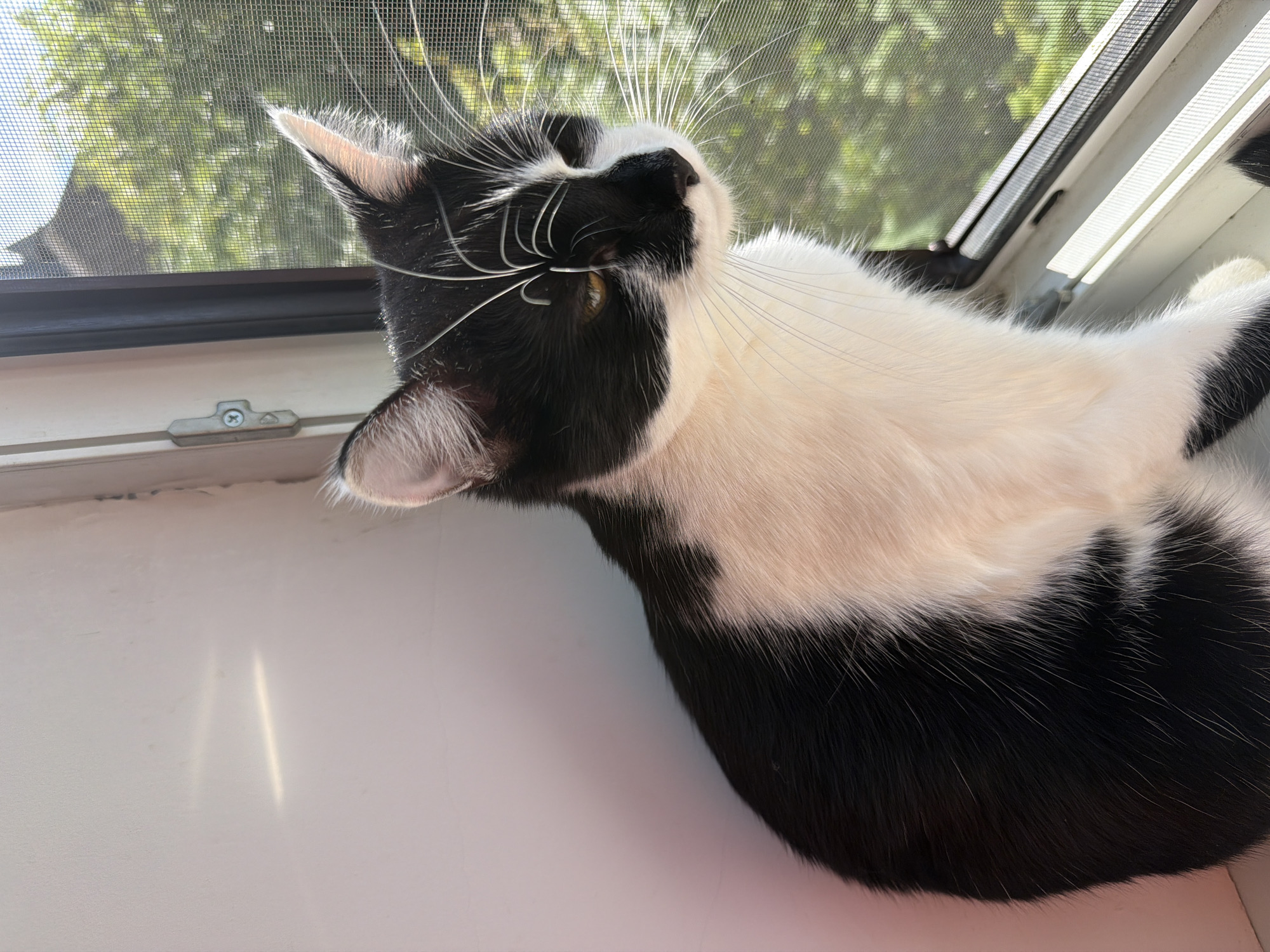 A black and white cat is sitting on a windowsill, looking out through a screen at green trees. Sunlight is casting shadows on the wall.