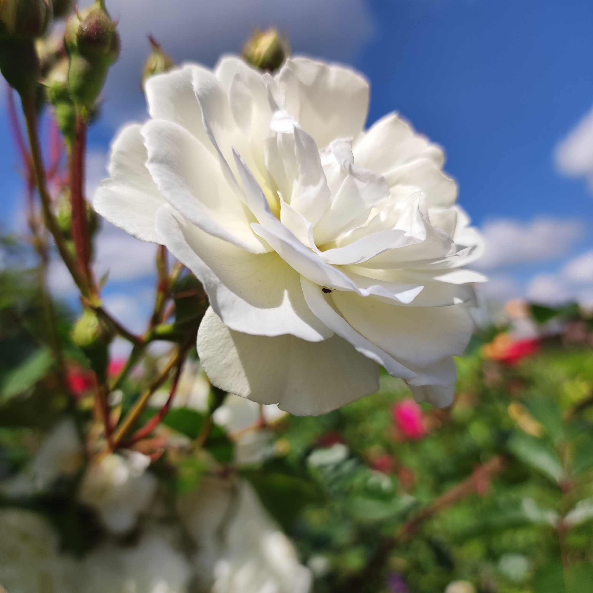 A close-up, eye-level shot focuses on a delicate white rose in bloom. The rose, with its layered petals unfurling, occupies the majority of the frame, its textured surface softly illuminated by natural light. A tiny black insect is visible on one of the petals near the center of the bloom. To the left and slightly out of focus, several rosebuds in various stages of development are attached to reddish-brown stems, some tipped with green, others showing hints of red. The background is a vibrant blur of greenery and colorful flowers, predominantly pink and red, suggesting a garden setting. Above, the sky is a brilliant blue, dotted with soft, white clouds. The overall mood is peaceful and serene, capturing a moment of natural beauty on a clear day. The time of day appears to be daytime due to the bright sunlight and blue sky. There is no visible text in the image.