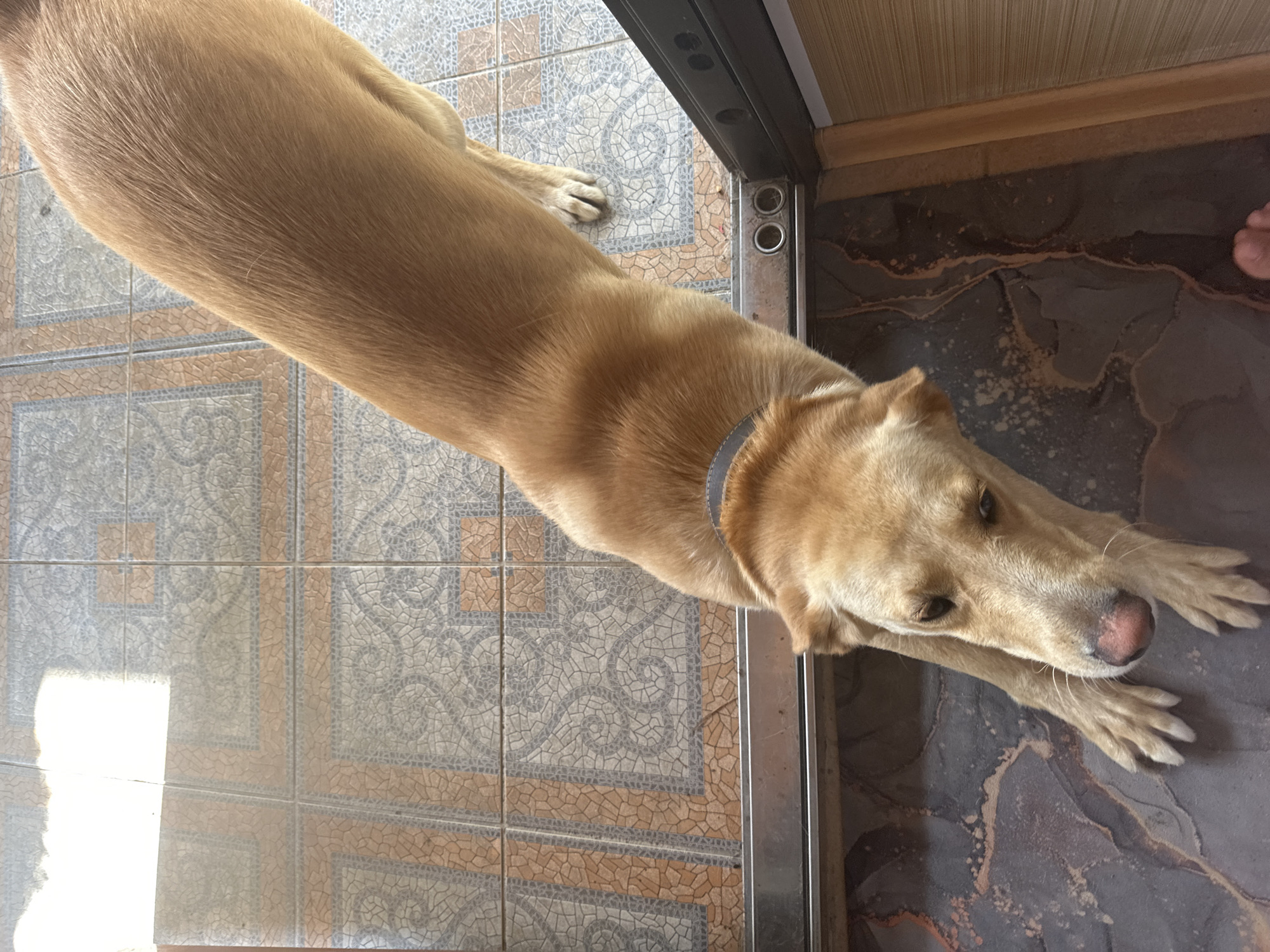 An overhead shot captures a light brown dog stretching out on a tiled floor. The dog's body is elongated as its front paws are extended forward. The floor in the foreground features dark, patterned tiles, while the background displays lighter, square tiles with a decorative design. The dog is positioned near what appears to be a doorway or threshold, with a metal strip and a wooden frame visible. The lighting suggests natural sunlight illuminating the scene. No people are visible in the image. The location of Sochi, Russia, is not discernible from the provided image.