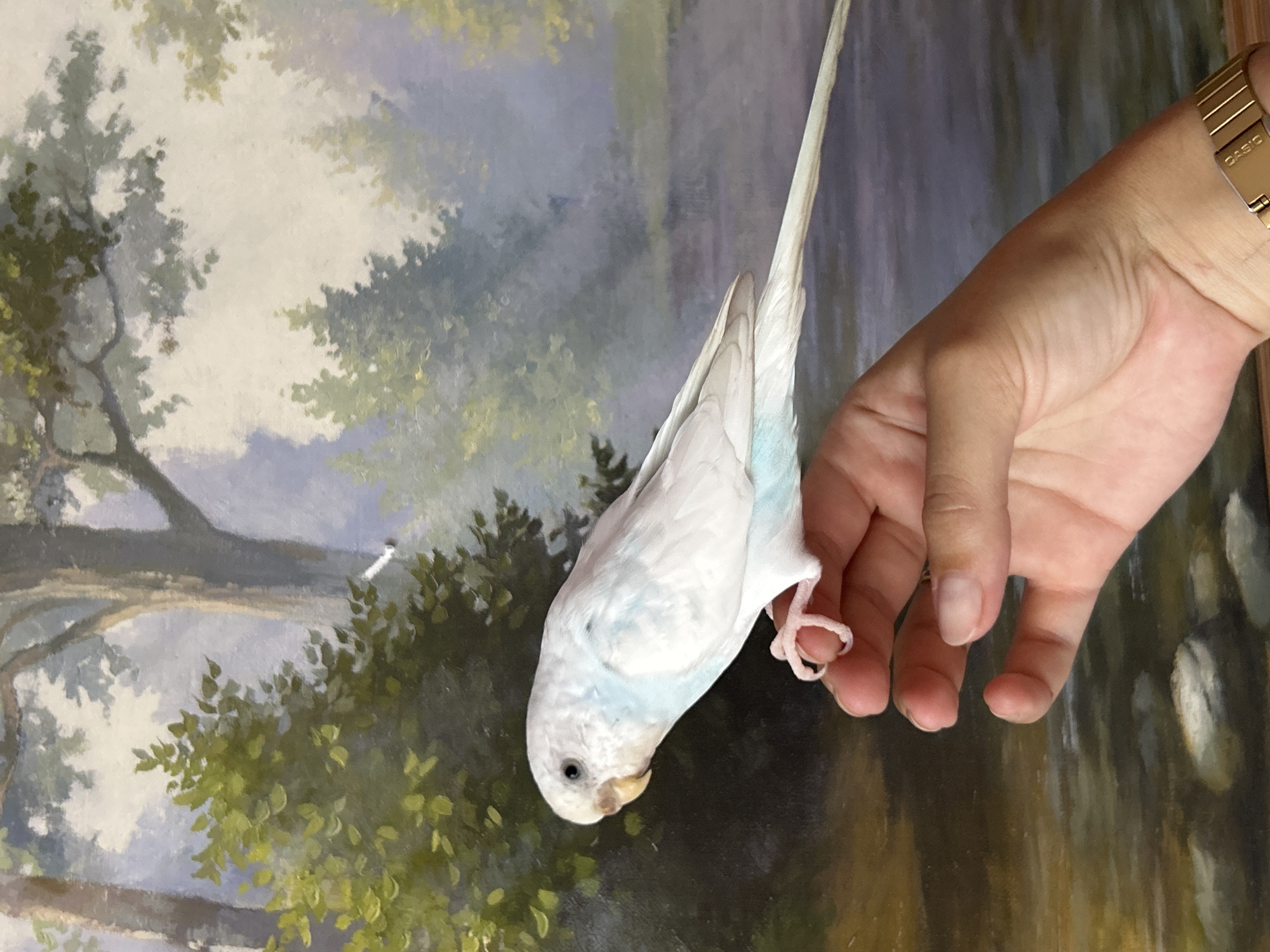 A white budgerigar with pale blue markings on its wings and tail is perched on a person's fingers. The budgerigar's beak is yellow, and its eye is dark. The person's hand is shown from the wrist down, with a gold watch on their left wrist. The background is a painting of a forest scene with trees and a body of water. The painting appears to be a landscape. The image is taken from a medium distance, with the budgerigar and the hand in focus, and the background slightly blurred. The lighting is soft and natural. There is no indication of the location in Tolyatti, Russia.