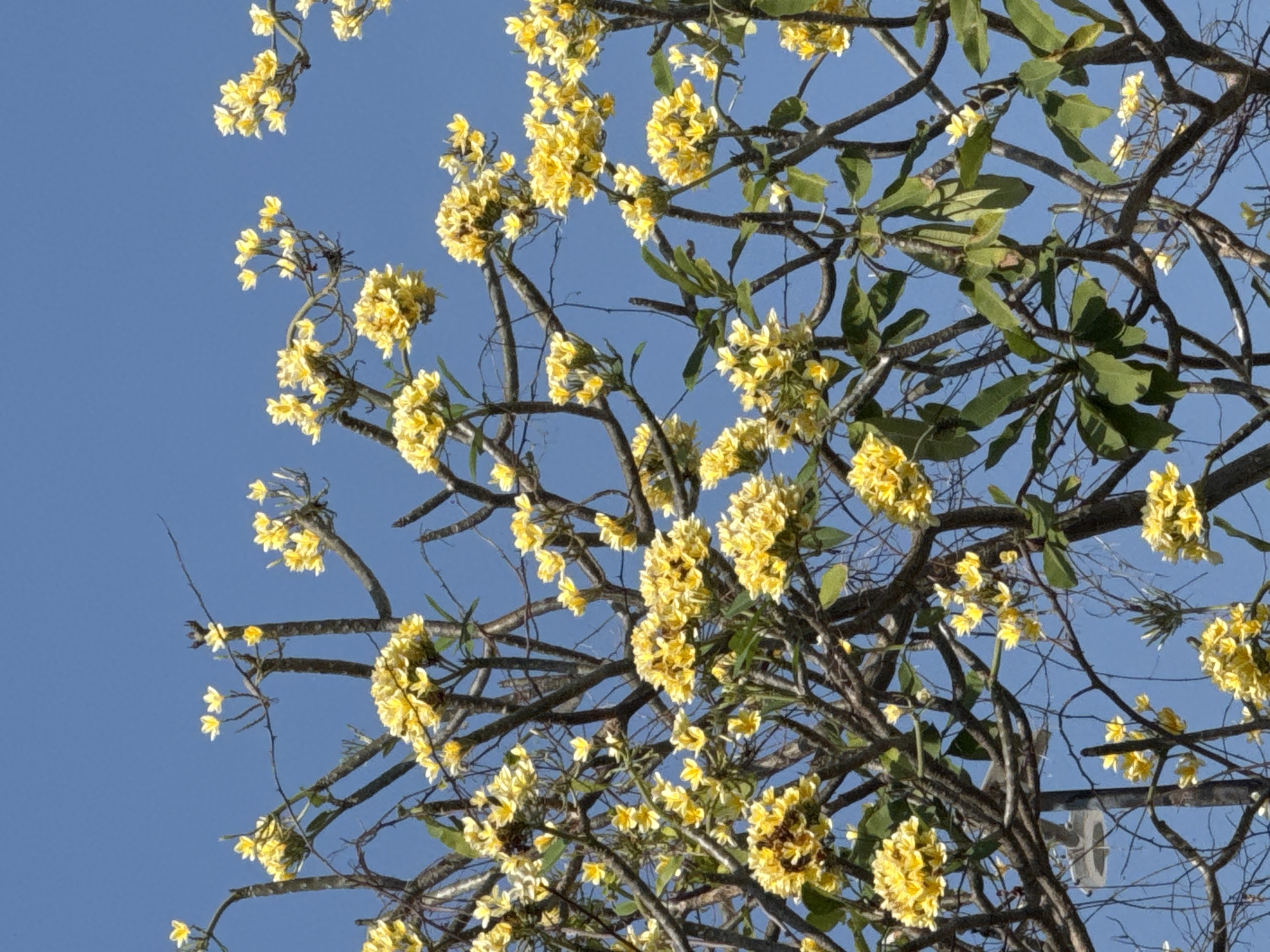 This is a vertical, medium-shot, outdoor photograph of yellow Plumeria flowers blooming on a tree against a clear blue sky. The image is captured from a low angle, looking upwards into the branches. The flowers are clustered in bunches and appear to be in full bloom, with some individual blossoms visible. The tree has a complex structure of gray-brown branches and a few green leaves are interspersed among the flowers. The overall impression is one of vibrant nature against a simple backdrop. The presence of Plumeria flowers, commonly known as Frangipani, suggests a tropical location, and the description explicitly places this scene in Denpasar, Indonesia. There are no people or animals prominently featured in the image. The lighting suggests it is daytime, with bright sunlight illuminating the flowers and branches.
