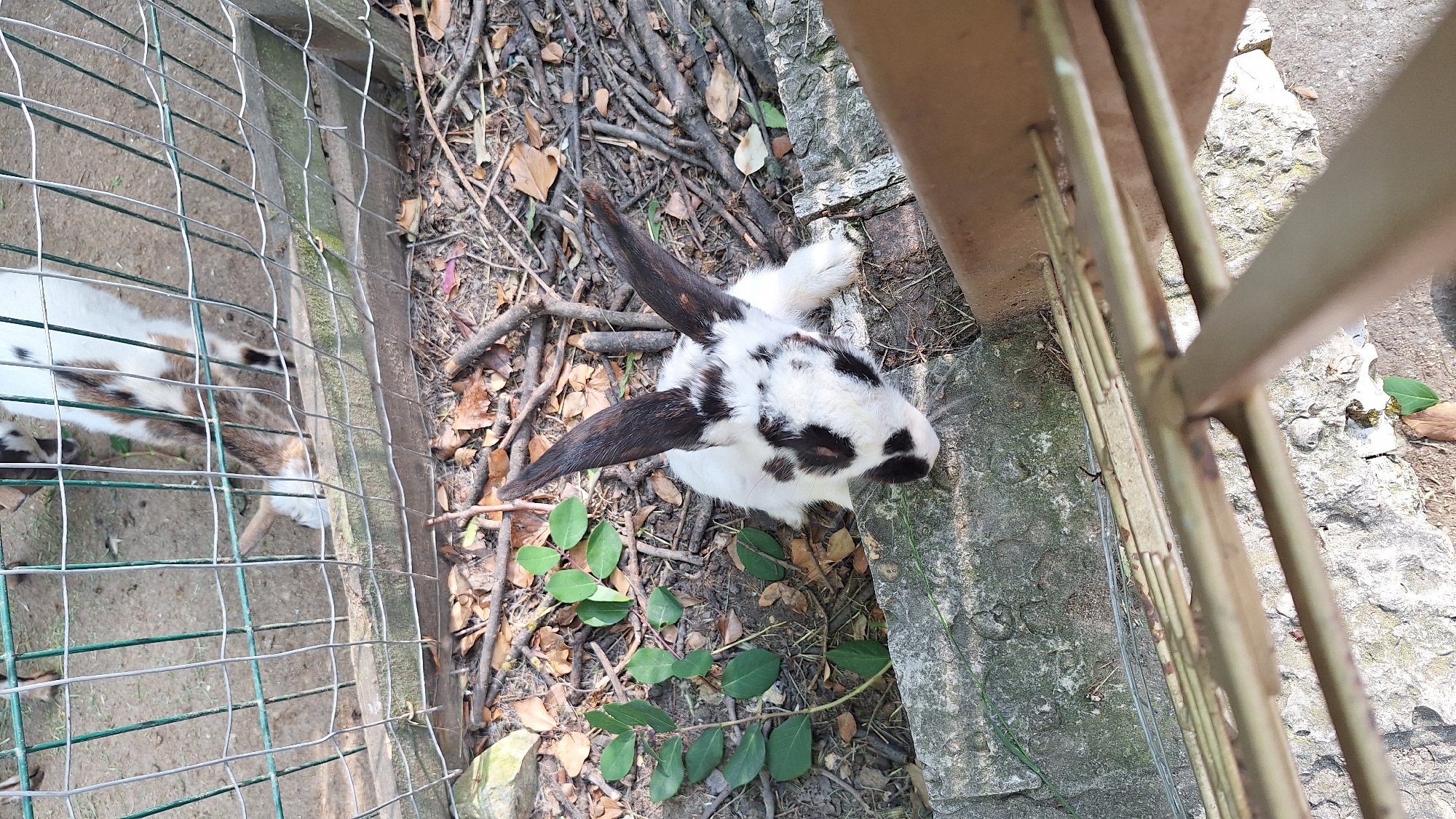 A black and white spotted rabbit with long ears is seen from a high angle, looking down from a stone ledge into a fenced area. The rabbit is positioned on the right side of the frame, partially obscured by a metal fence in the foreground. The background reveals a pen with a goat eating from a trough. The ground within the pen is sandy with scattered dry leaves and twigs, indicating an outdoor enclosure, possibly in an animal park or zoo, common in tourist areas of Varna, Bulgaria.
