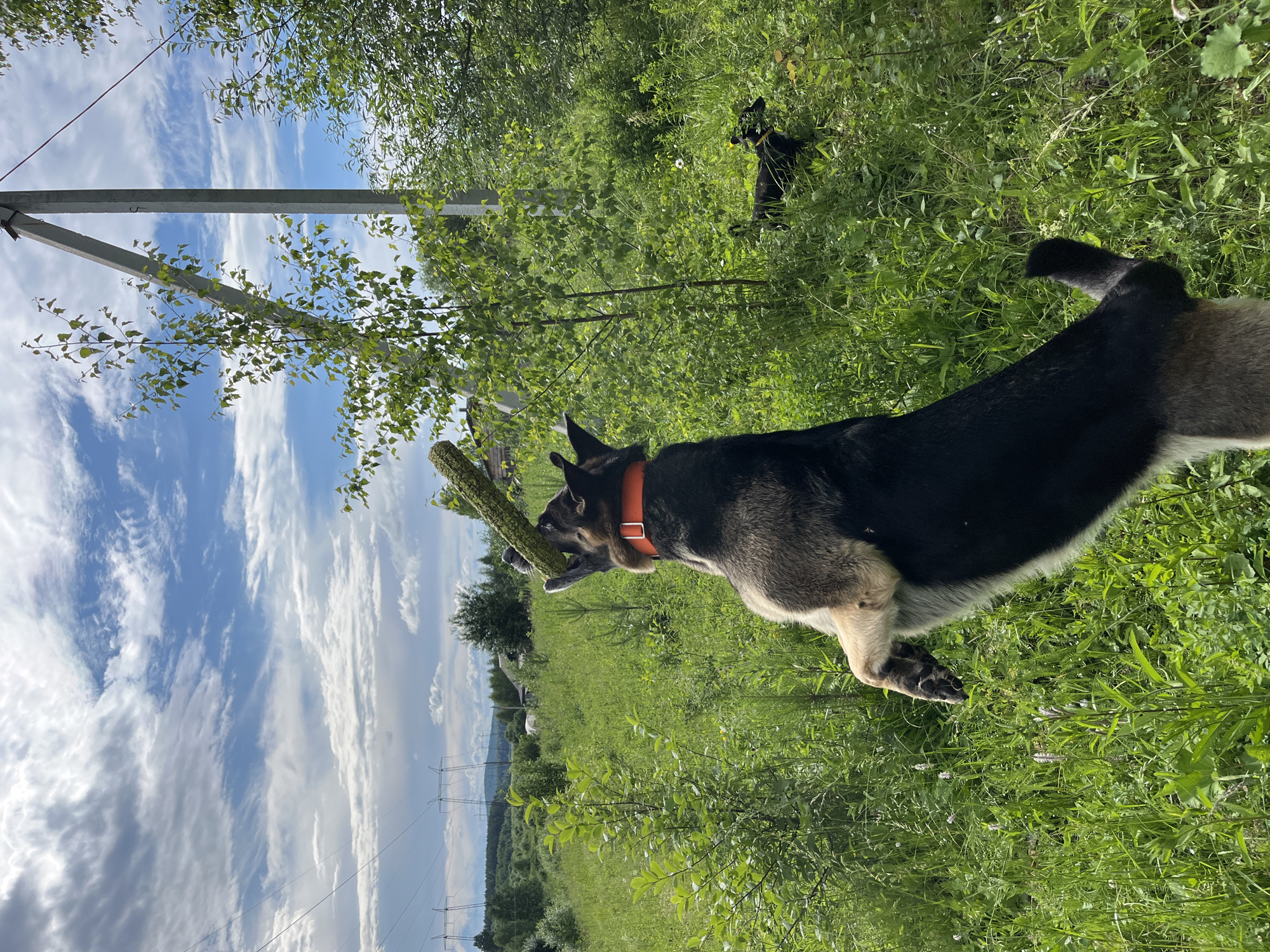 Two dogs are playing in a grassy field with trees and a cloudy sky in the background. A larger German Shepherd-type dog is jumping to catch a long, green object, possibly a branch, in its mouth. It is wearing an orange collar. A smaller black dog is in the background to the right, also in the grass. In the distance, there are power lines and some buildings, suggesting a rural or semi-rural setting. The location is identified as Nizhny Tagil, Russia.