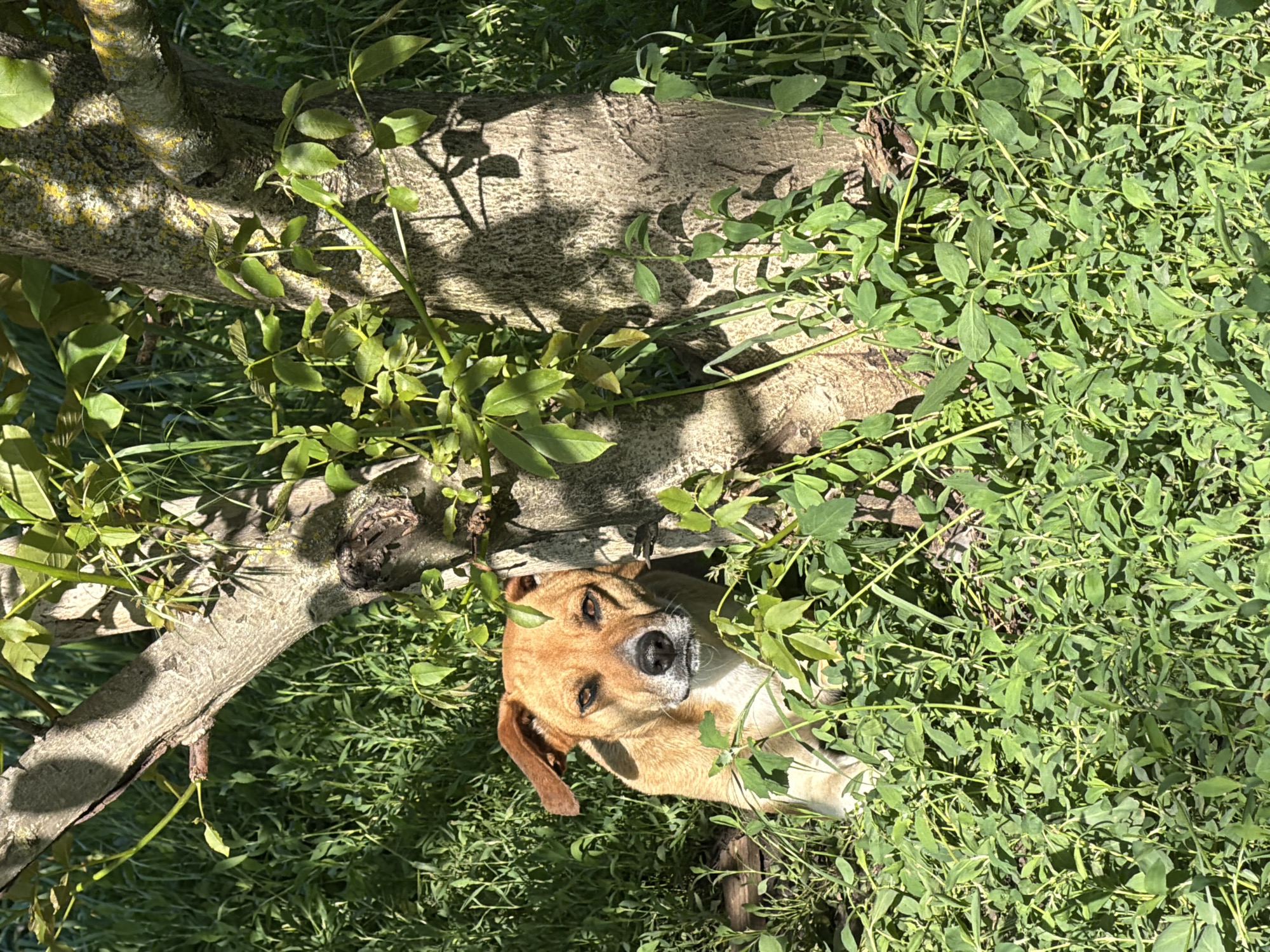 The scene depicts a medium-sized, light-brown dog lying in a grassy area beneath a tree trunk. The dog is looking directly at the camera. The grass is mixed with a ground-cover plant with small green leaves. The tree trunk is gray with patches of yellow lichen. The photo was taken in daylight. The location is Leningradskaya, Russia.